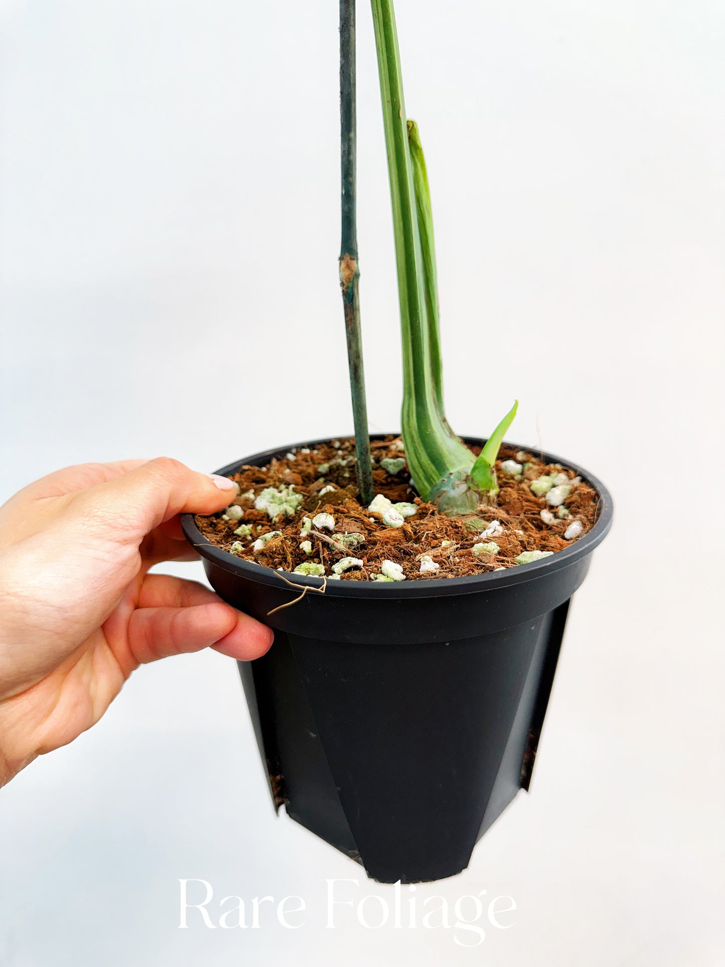 Monstera Bulbasaur 6”