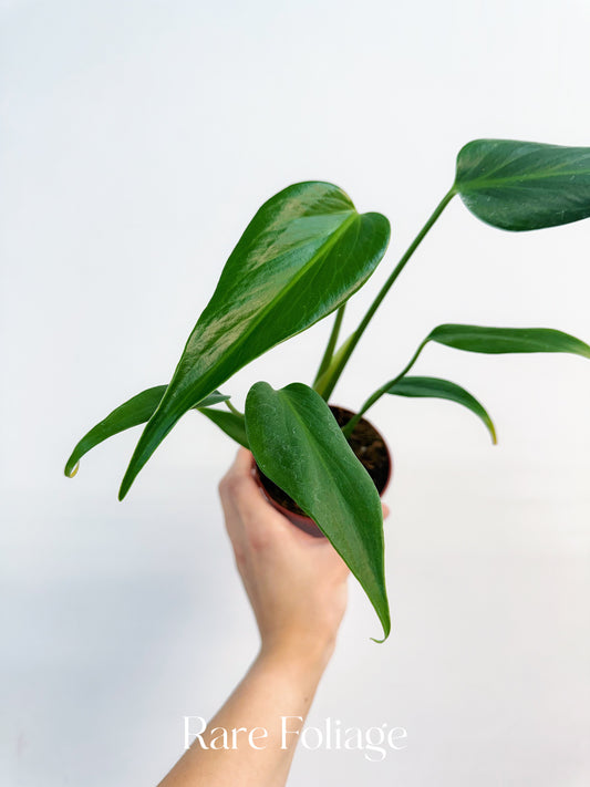 Monstera Burle Marx Flame 4”