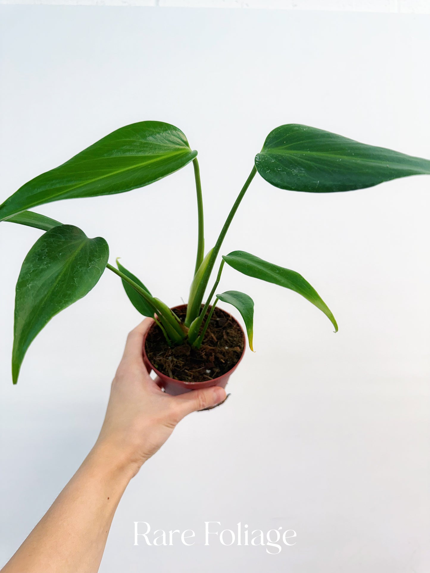 Monstera Burle Marx Flame 4”