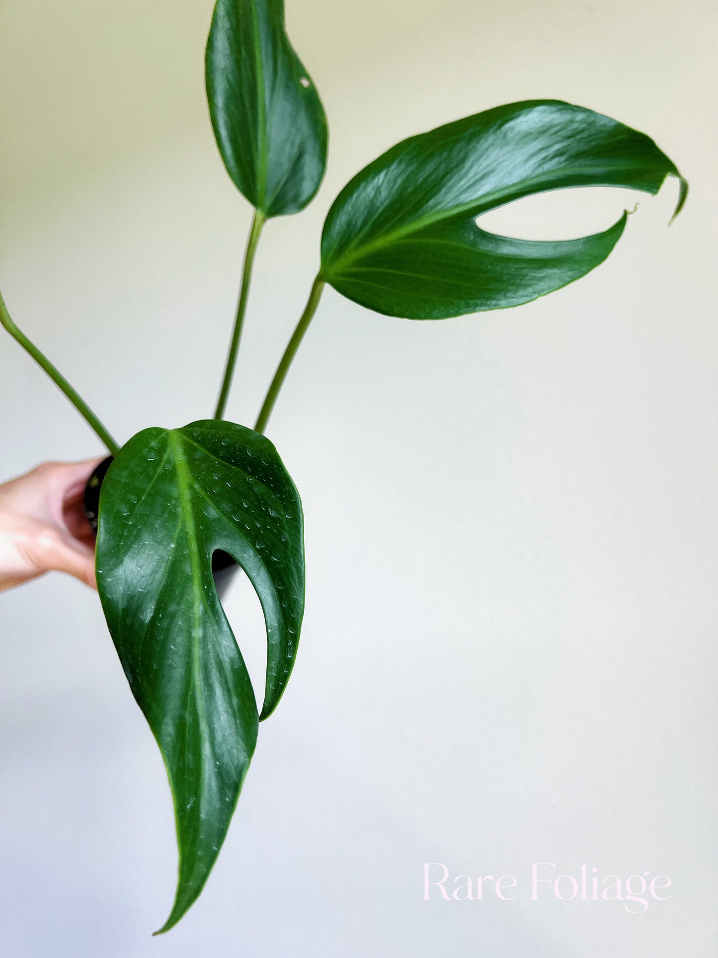 Monstera Burle Marx Flame 4” Exact Plant