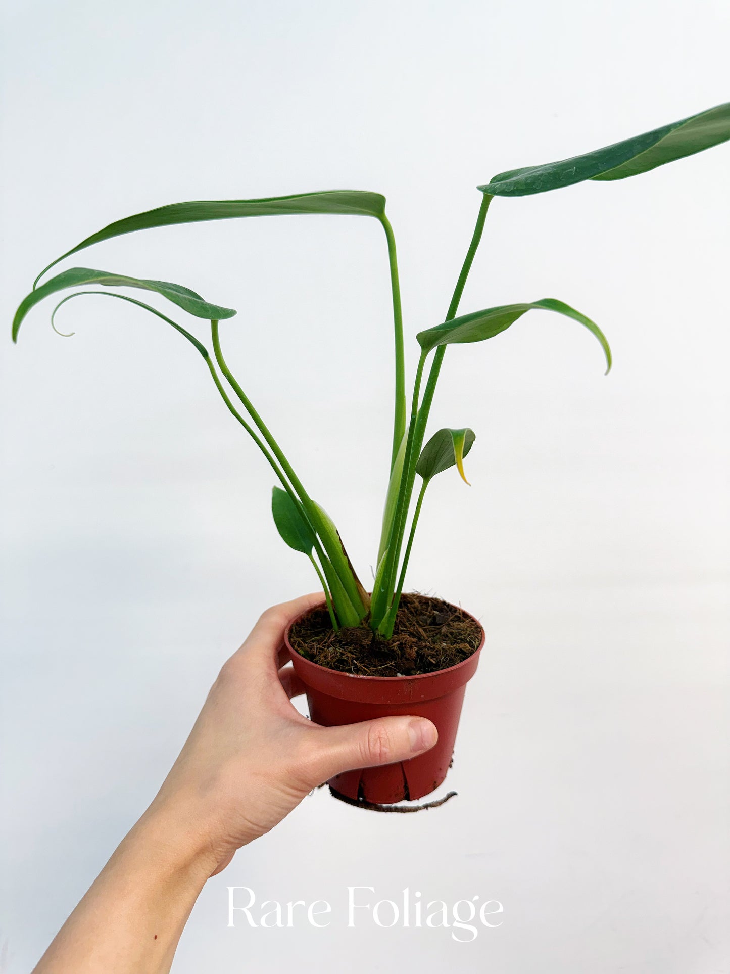 Monstera Burle Marx Flame 4”