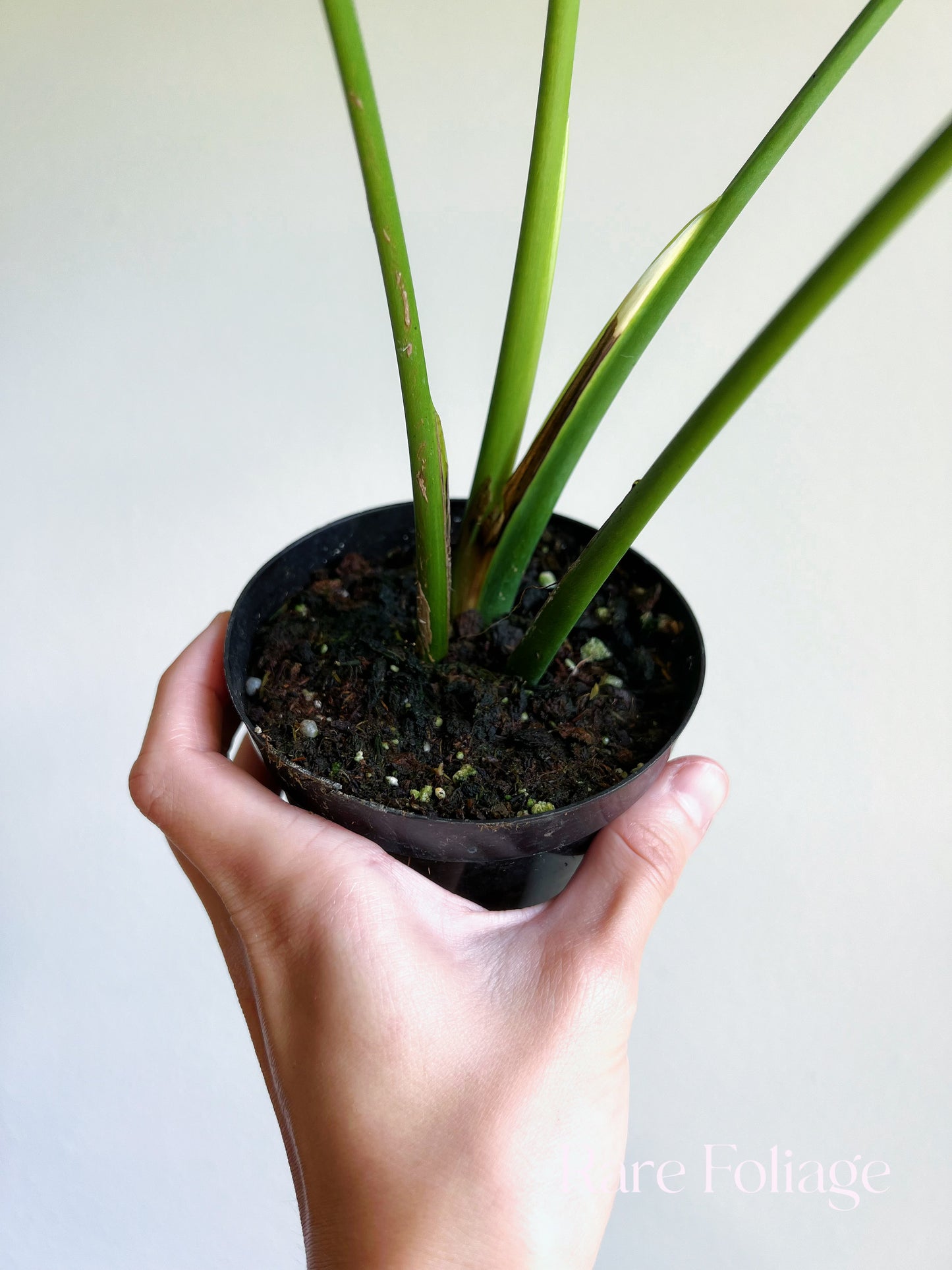 Monstera Burle Marx Flame 4” Exact Plant