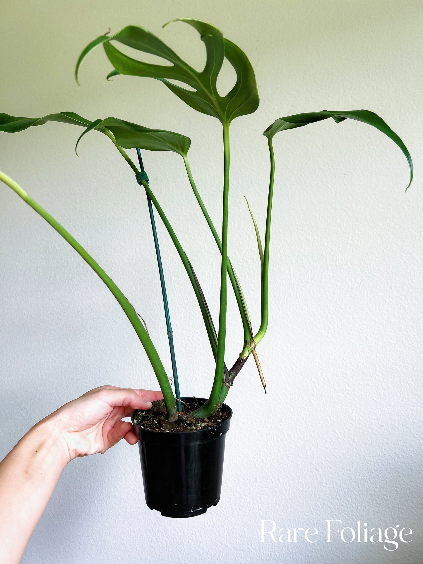 Monstera Burle Marx Flame 4”