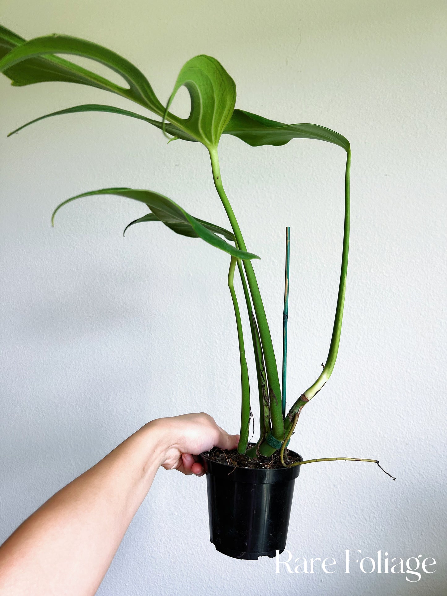 Monstera Burle Marx Flame 4”