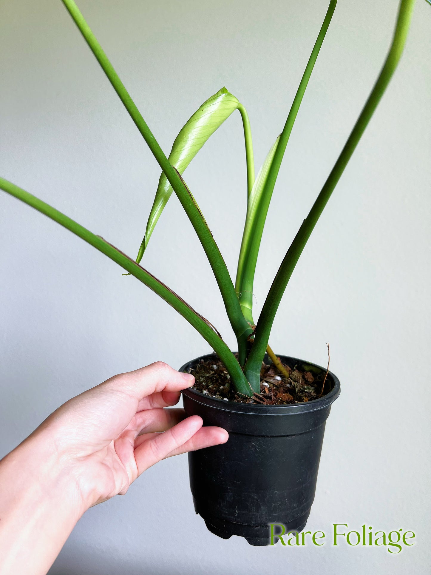 Monstera Burle Marx Flame 4” Exact Plant