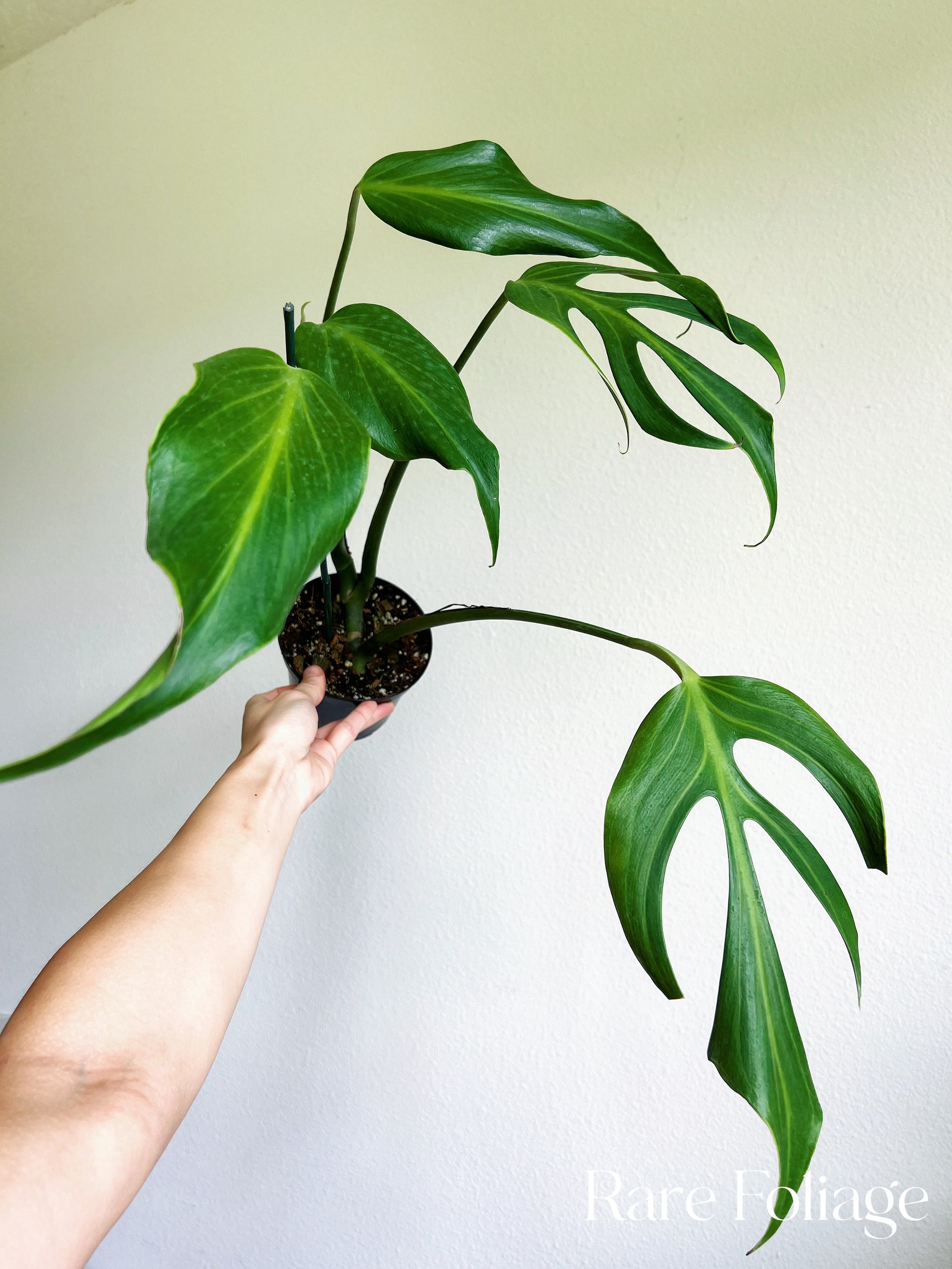 その他観葉植物 Monstera burle marx's flame Monstera Burle Marx Flame | medium – Costa Farms