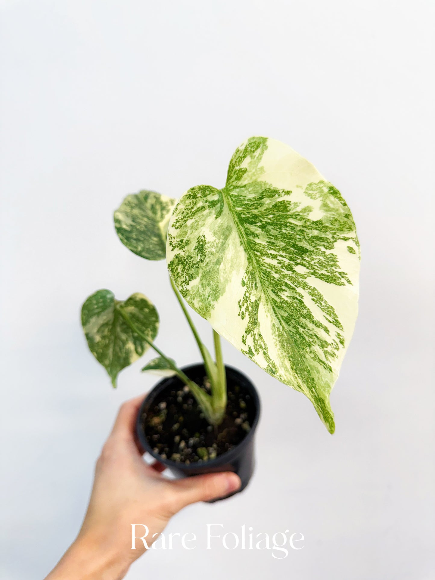 Monstera Creme Brulee 4”