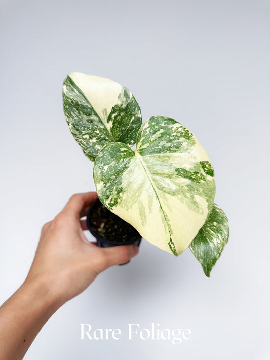 Monstera Creme Brulee 3"