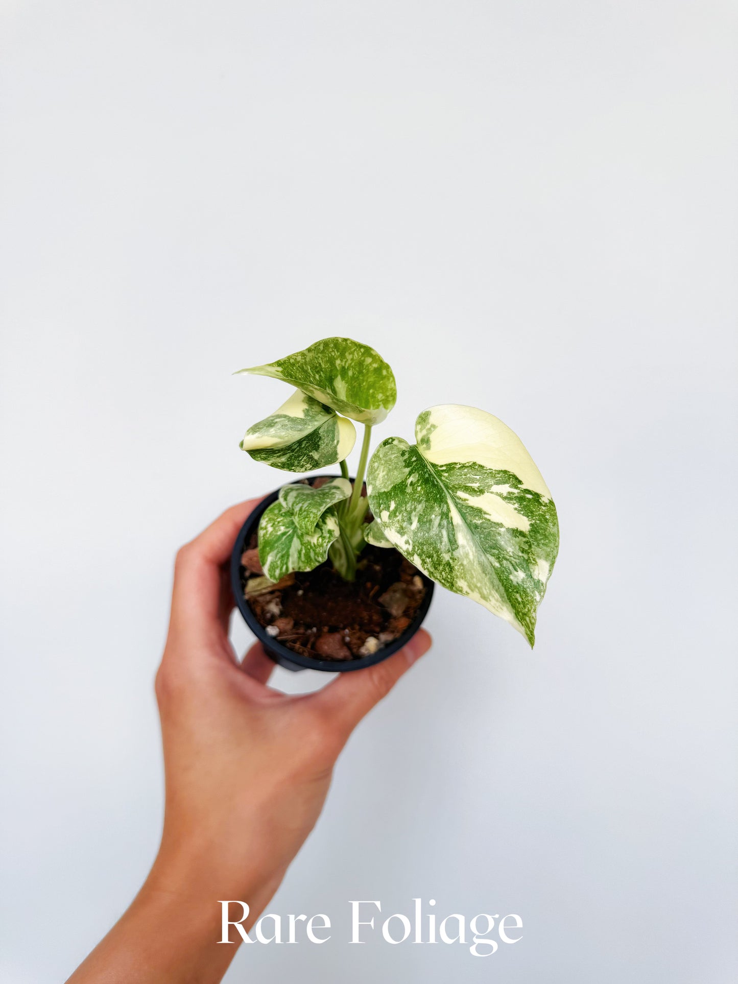 Monstera Creme Brulee 3"