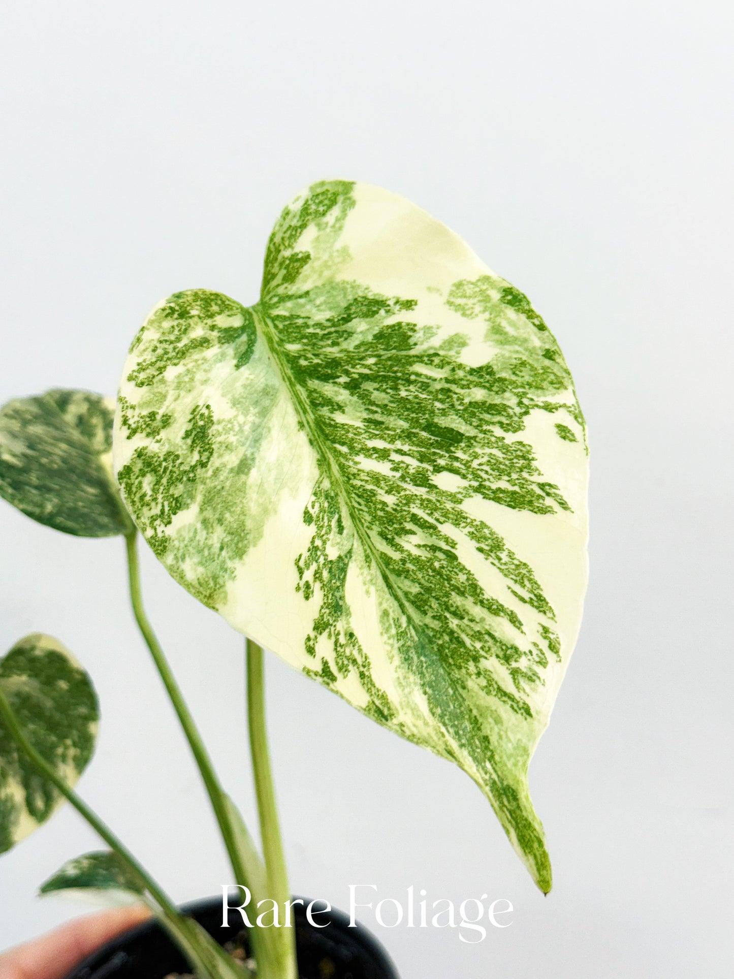 Monstera Creme Brulee 4”