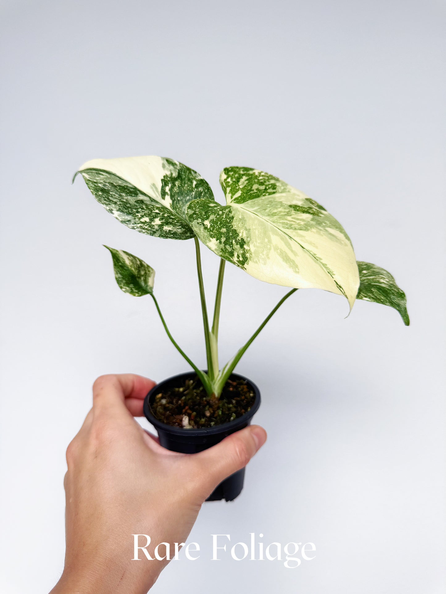 Monstera Creme Brulee 3"