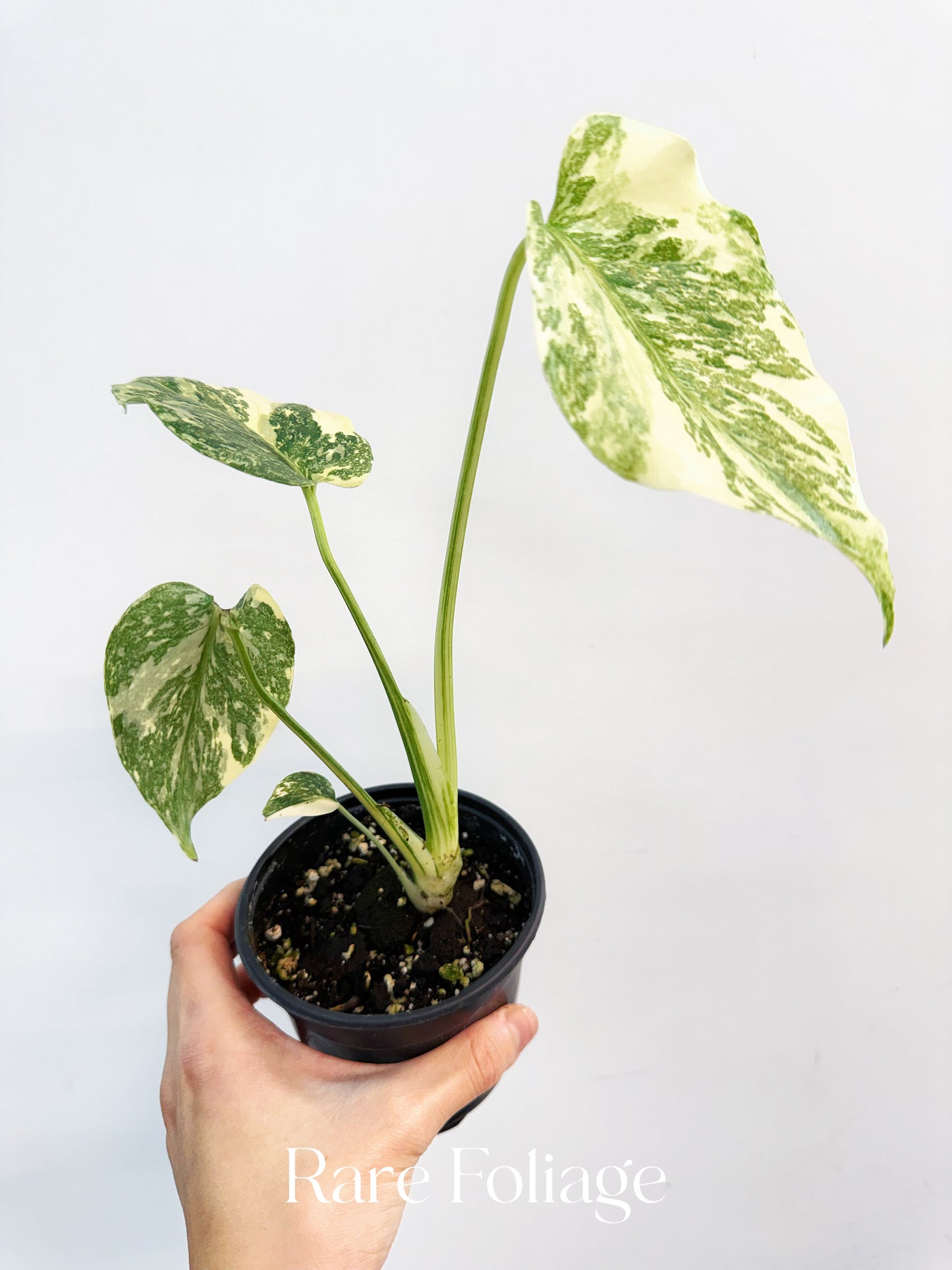 Monstera Creme Brulee 4”