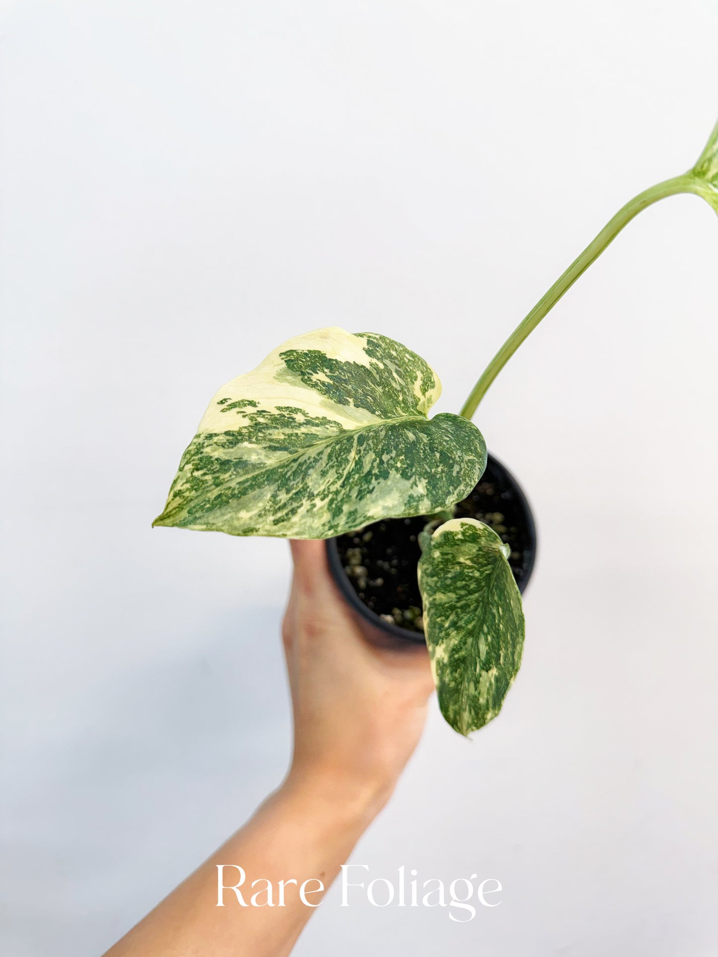 Monstera Creme Brulee 4”