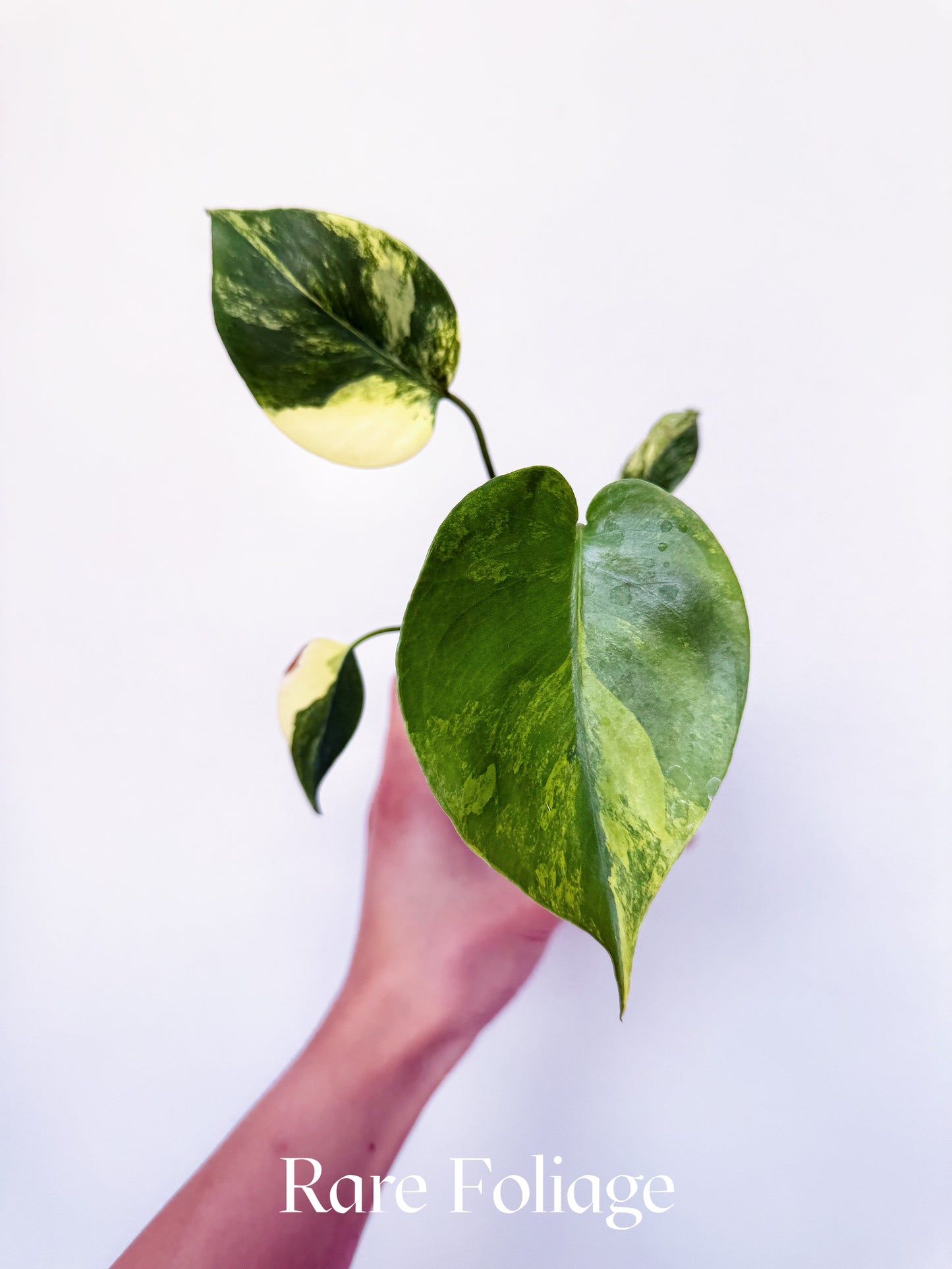 Monstera Deliciosa Aurea Variegated 4"