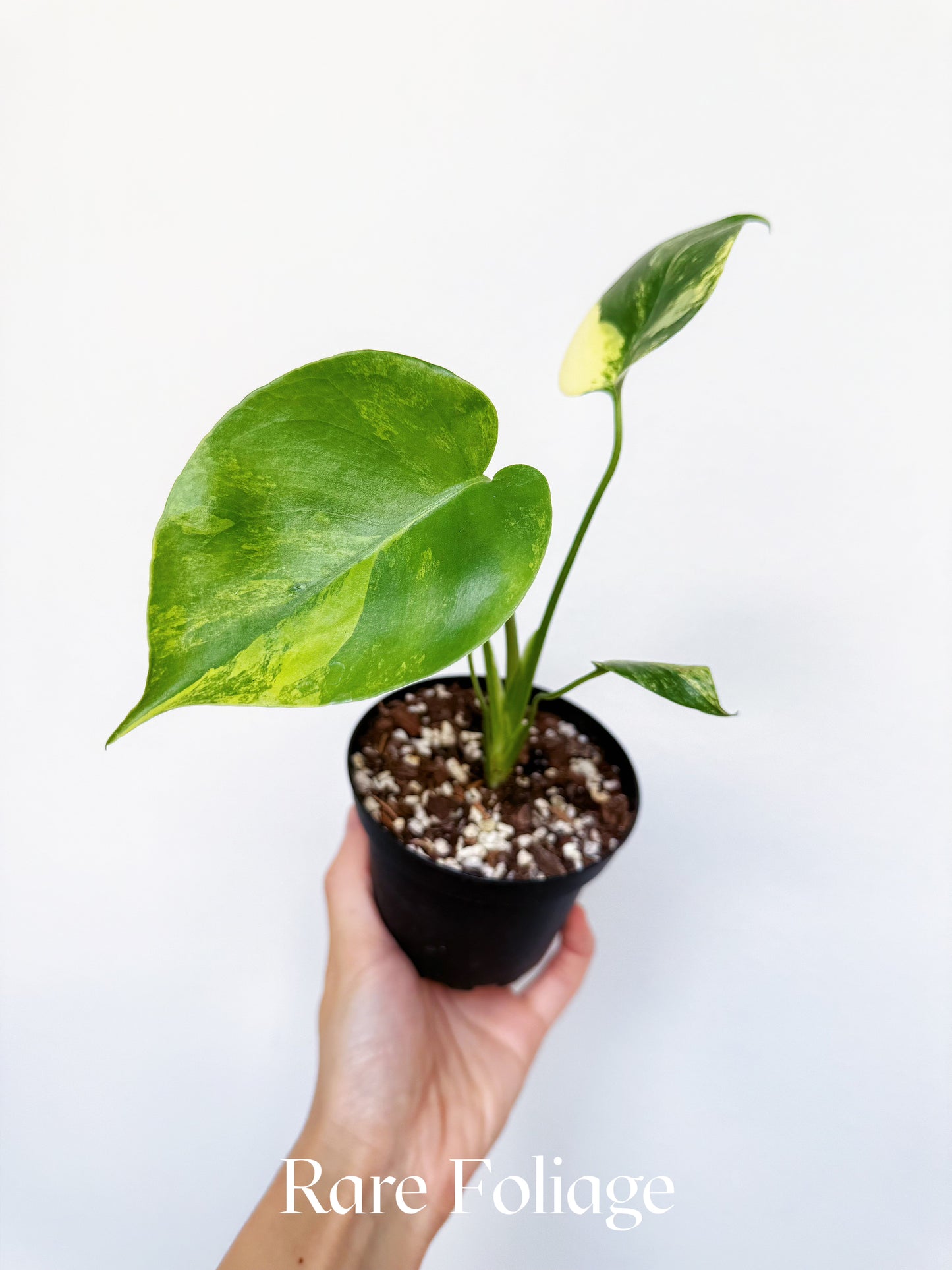 Monstera Deliciosa Aurea Variegated 4"