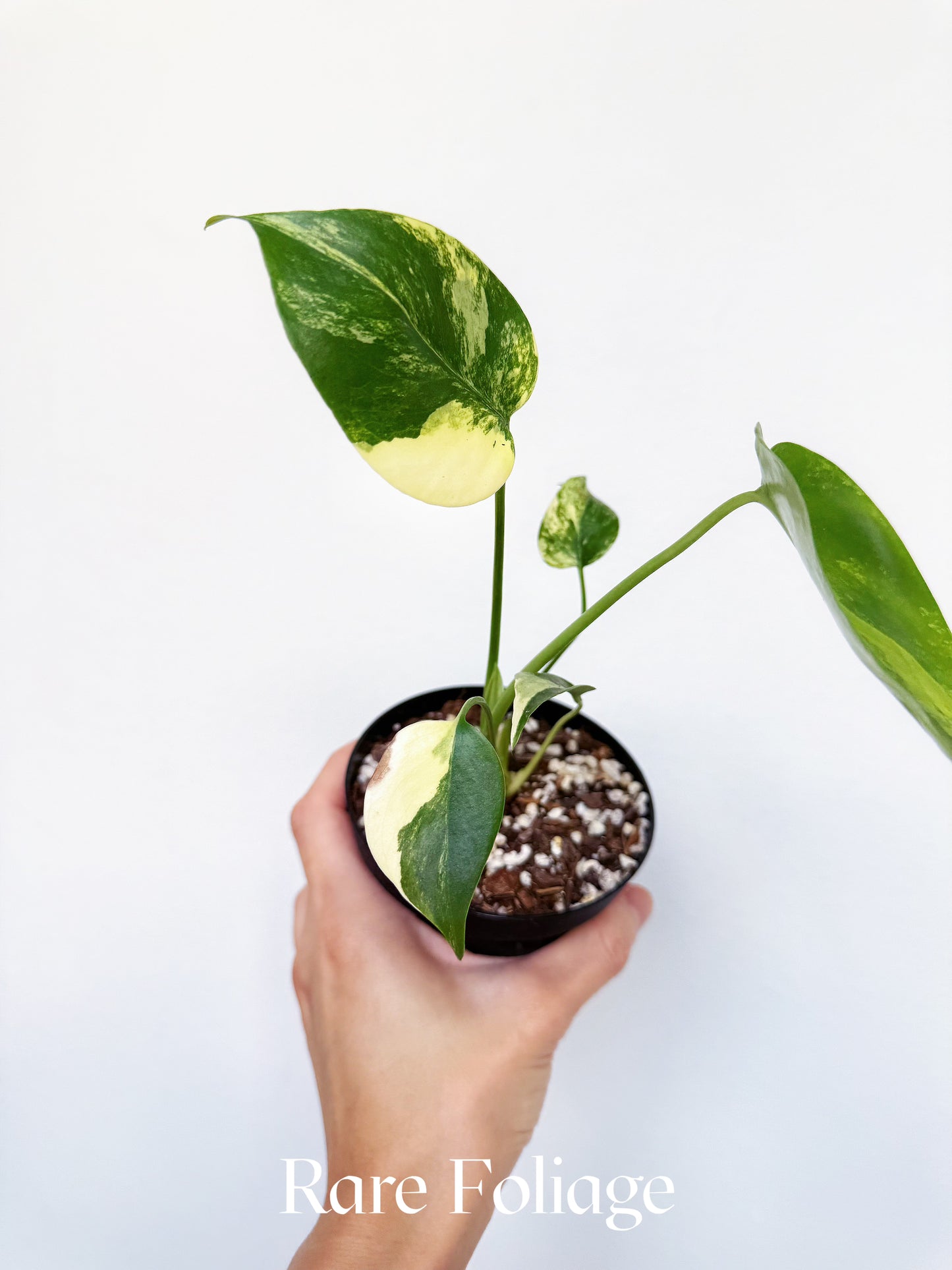 Monstera Deliciosa Aurea Variegated 4"