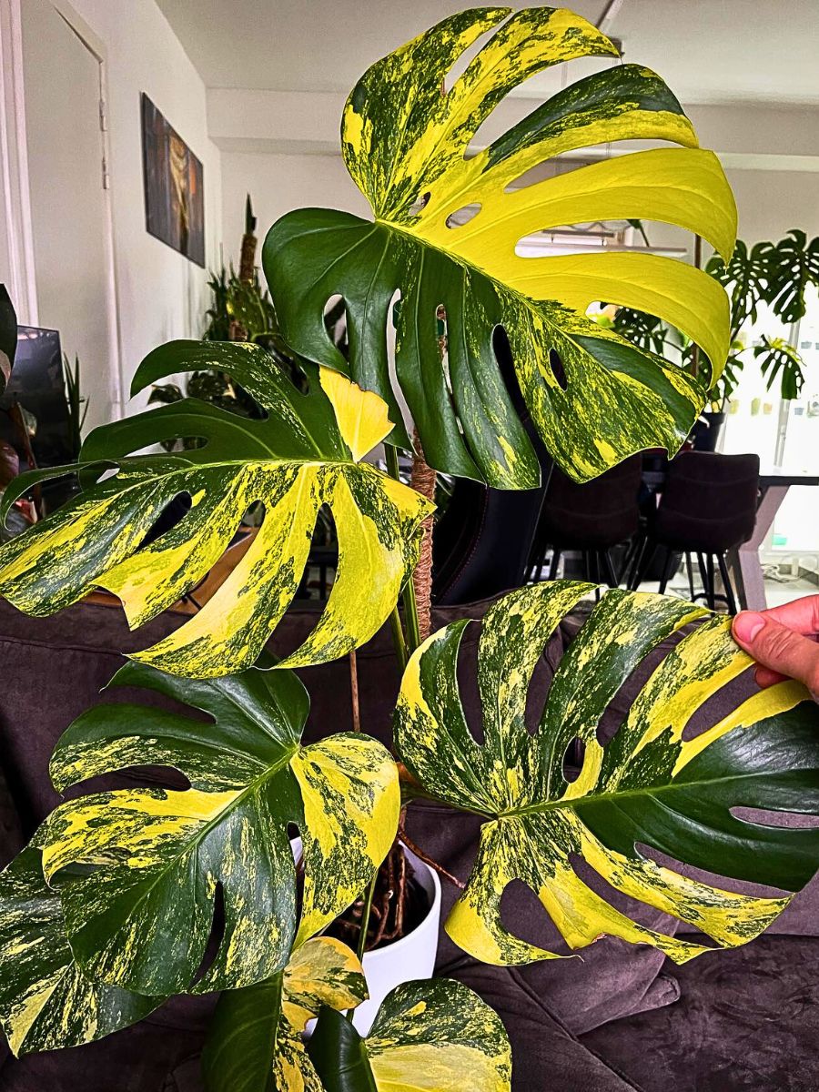 Monstera Deliciosa Aurea (Tissue Culture) *Preorder* Ship Date Mid March 2026