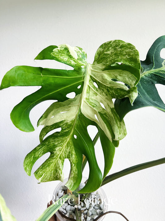 Monstera Deliciosa Masterpiece 6” Exact Plant