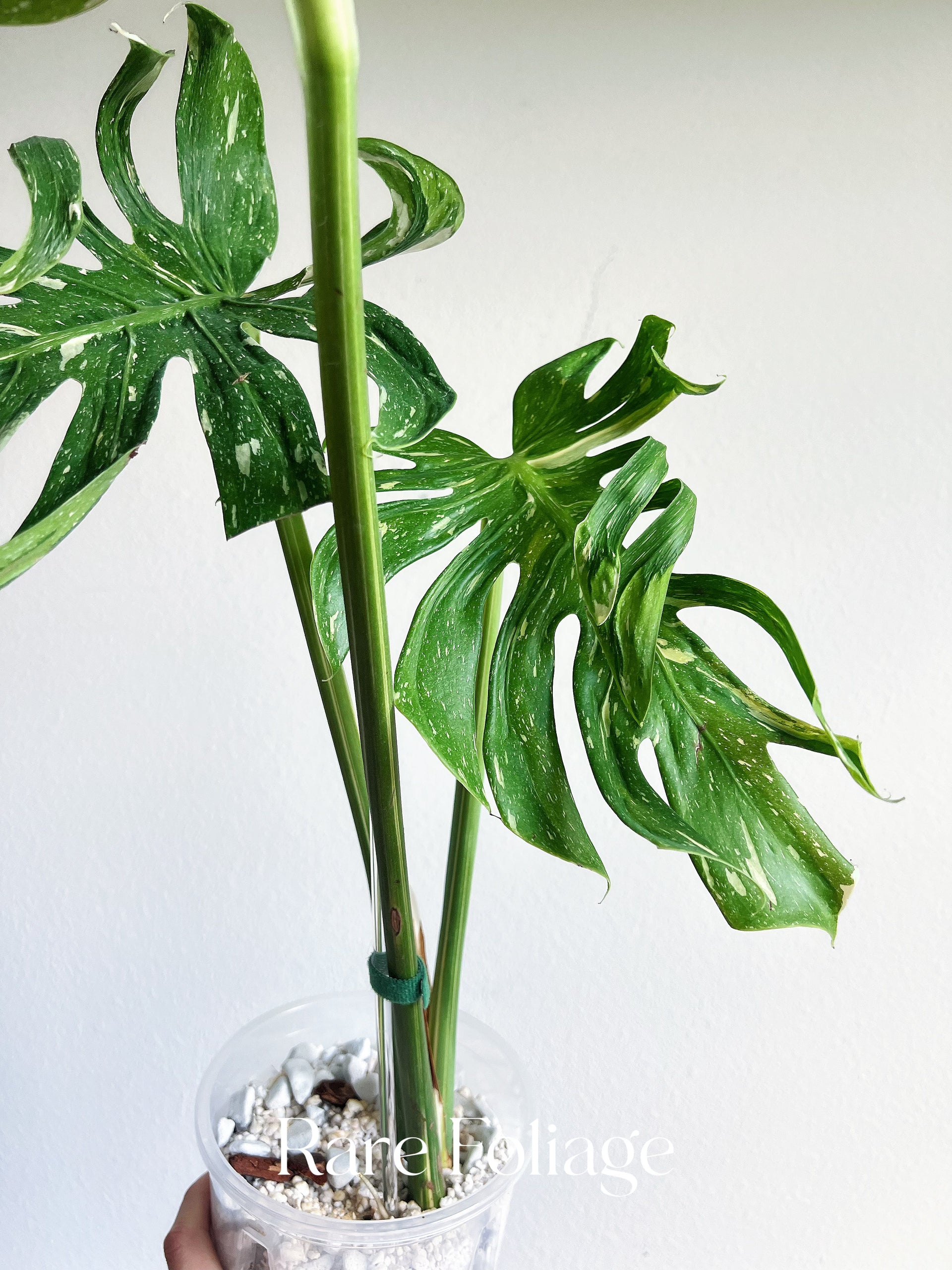 モンステラ メデューサ Monstera Deliciosa Medusa Monstera Deliciosa Medusa 6” Exact Plant – Rare Foliage Plant Co