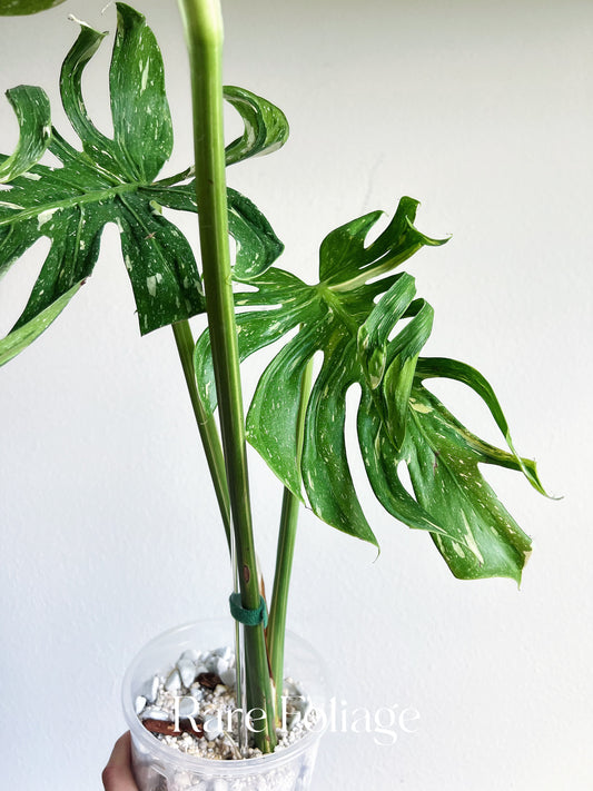 Monstera Deliciosa Medusa 6” Exact Plant