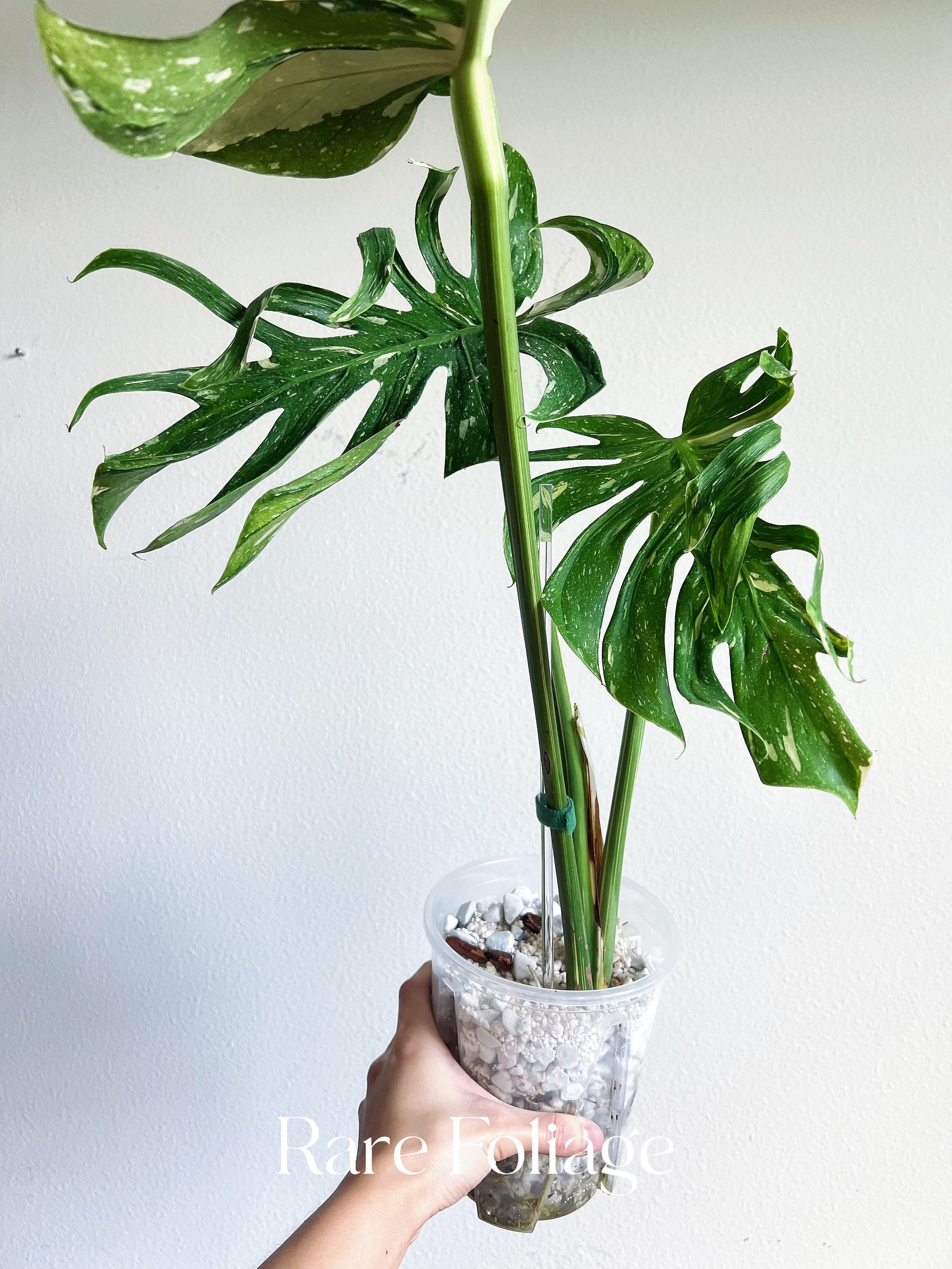 foliage plant monstera deliciosa Monstera Deliciosa Medusa 6” Exact Plant