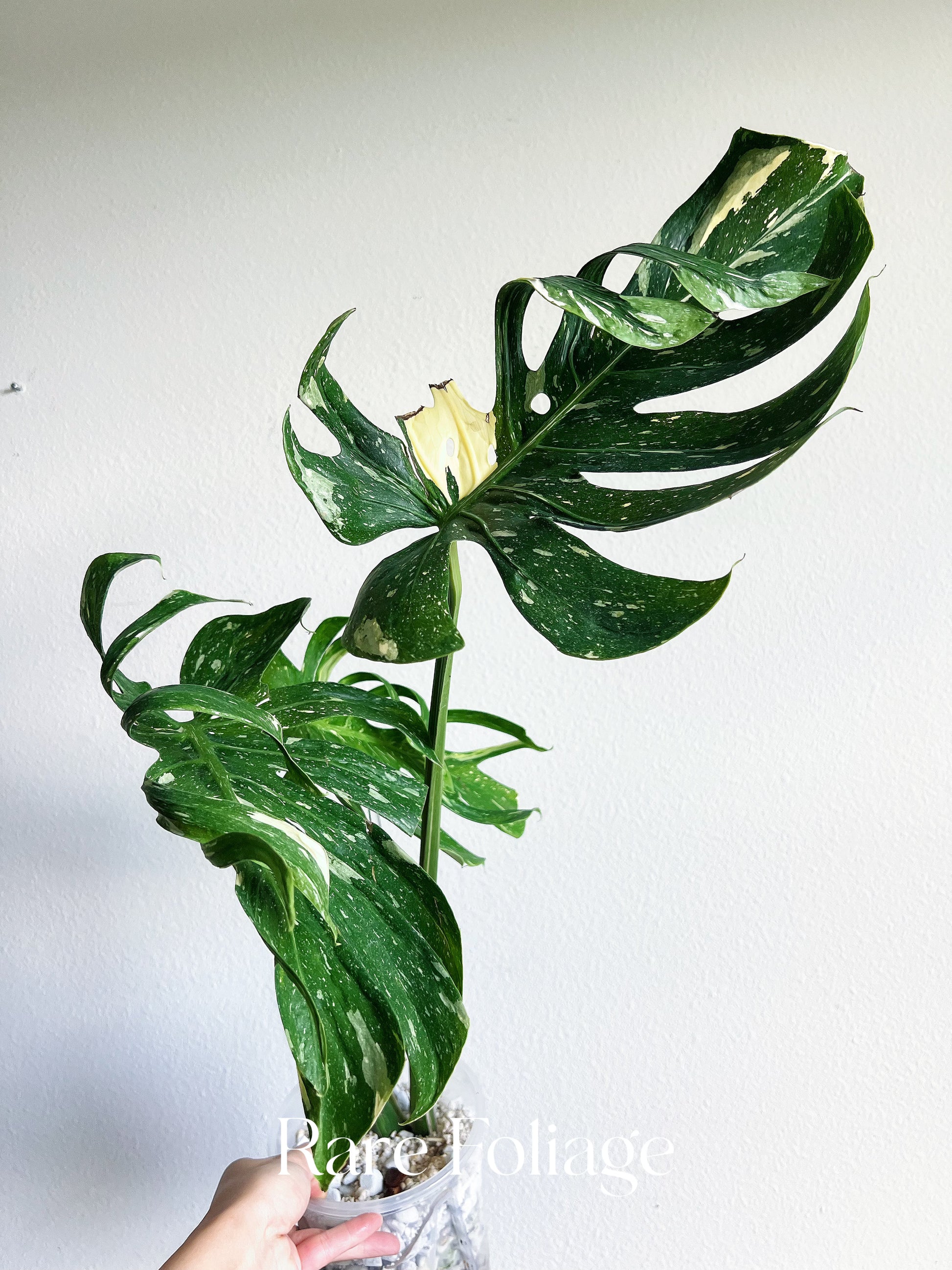 monstera medusa Monstera Deliciosa Medusa 6” Exact Plant