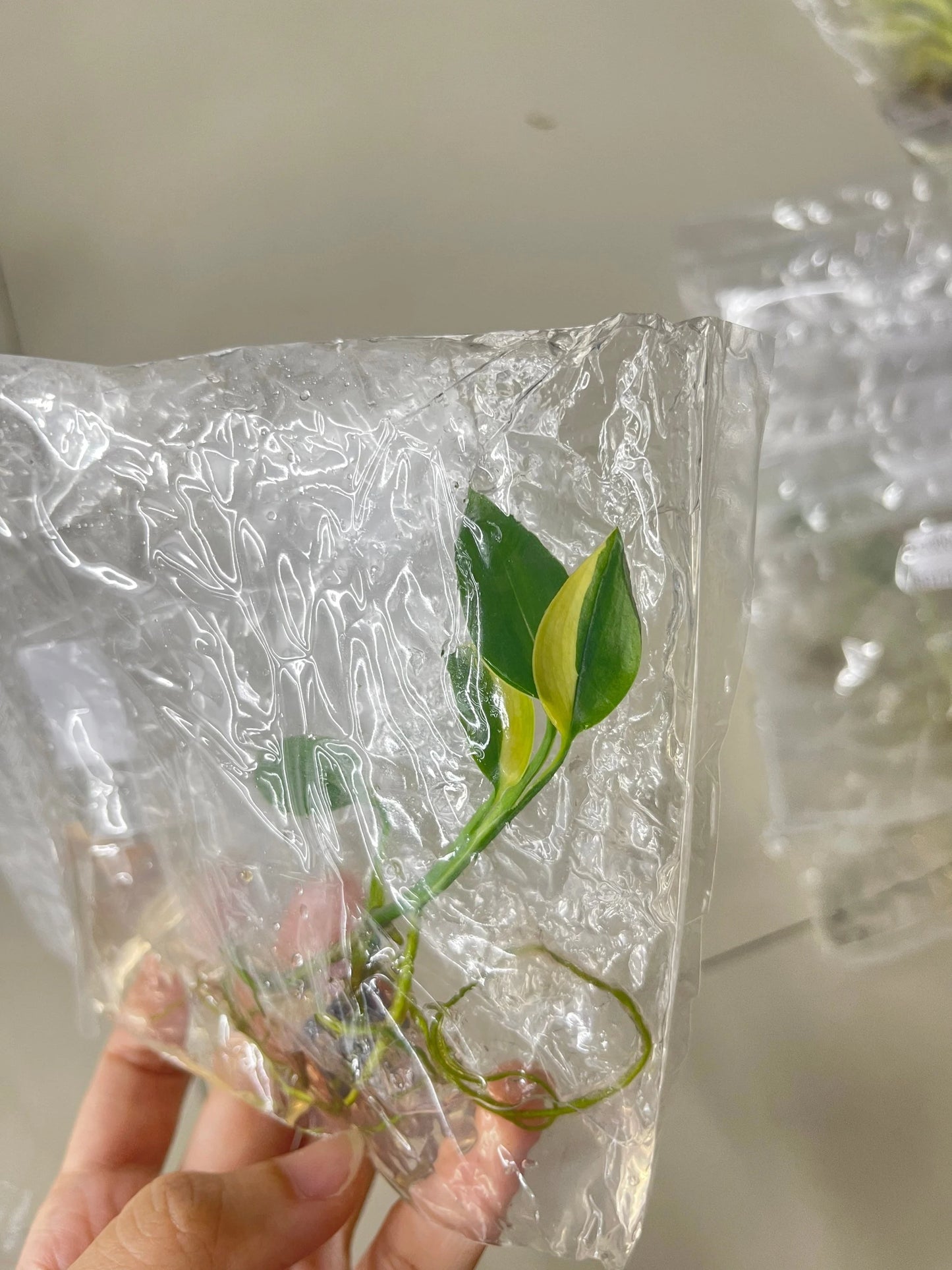 Monstera Deliciosa Aurea (Tissue Culture) *Preorder* Ship Date Mid March 2026