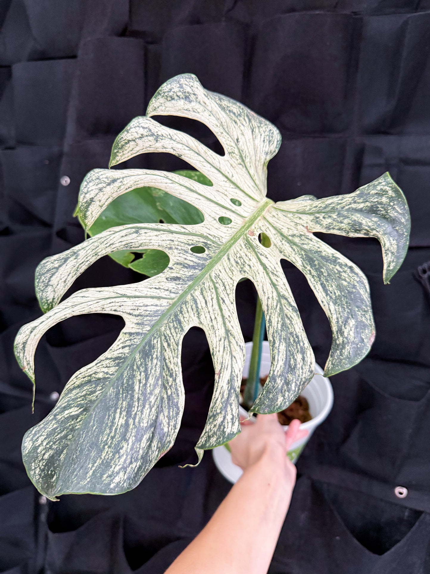 Monstera Devil Monster 6” Exact Plant