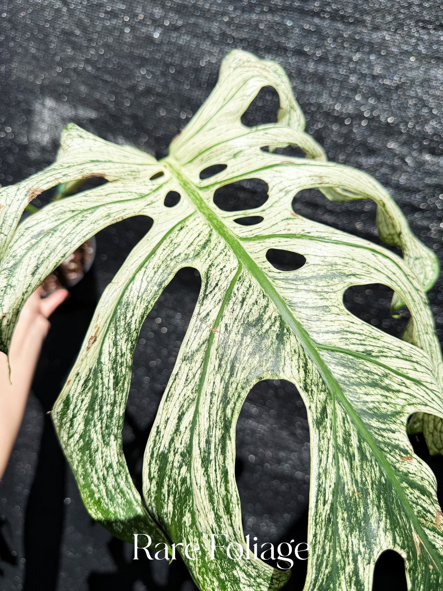 Monstera Devil Monster 6” XL Exact Plant – Rare Foliage Plant Co