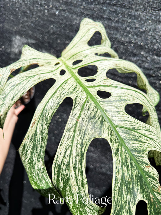 Monstera Devil Monster 6” XL Exact Plant