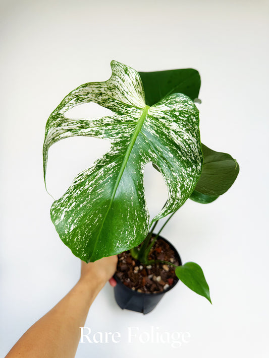 Monstera Devil Monster 6" Exact Plant
