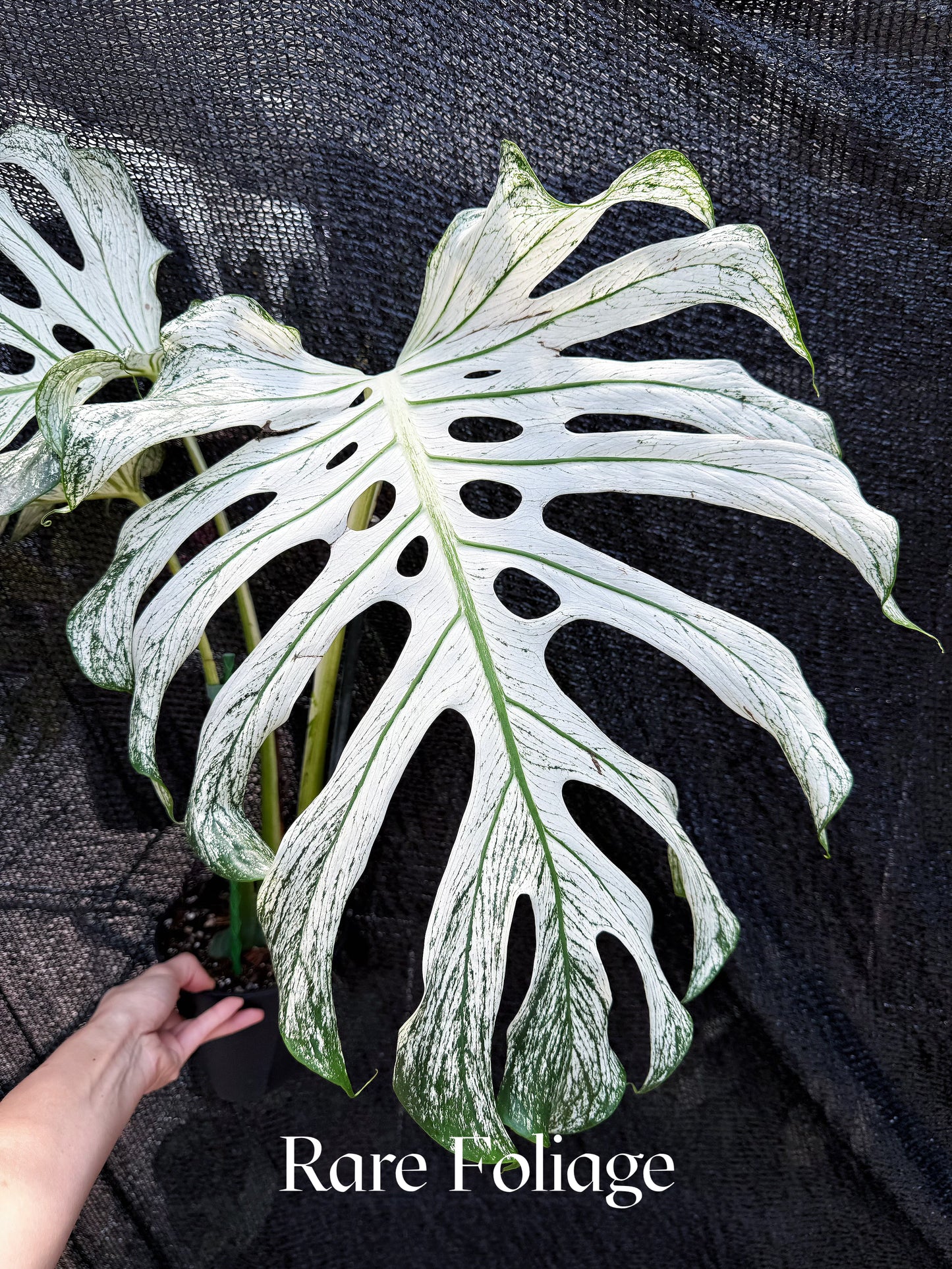 Monstera Devil Monster 6" Exact Plant