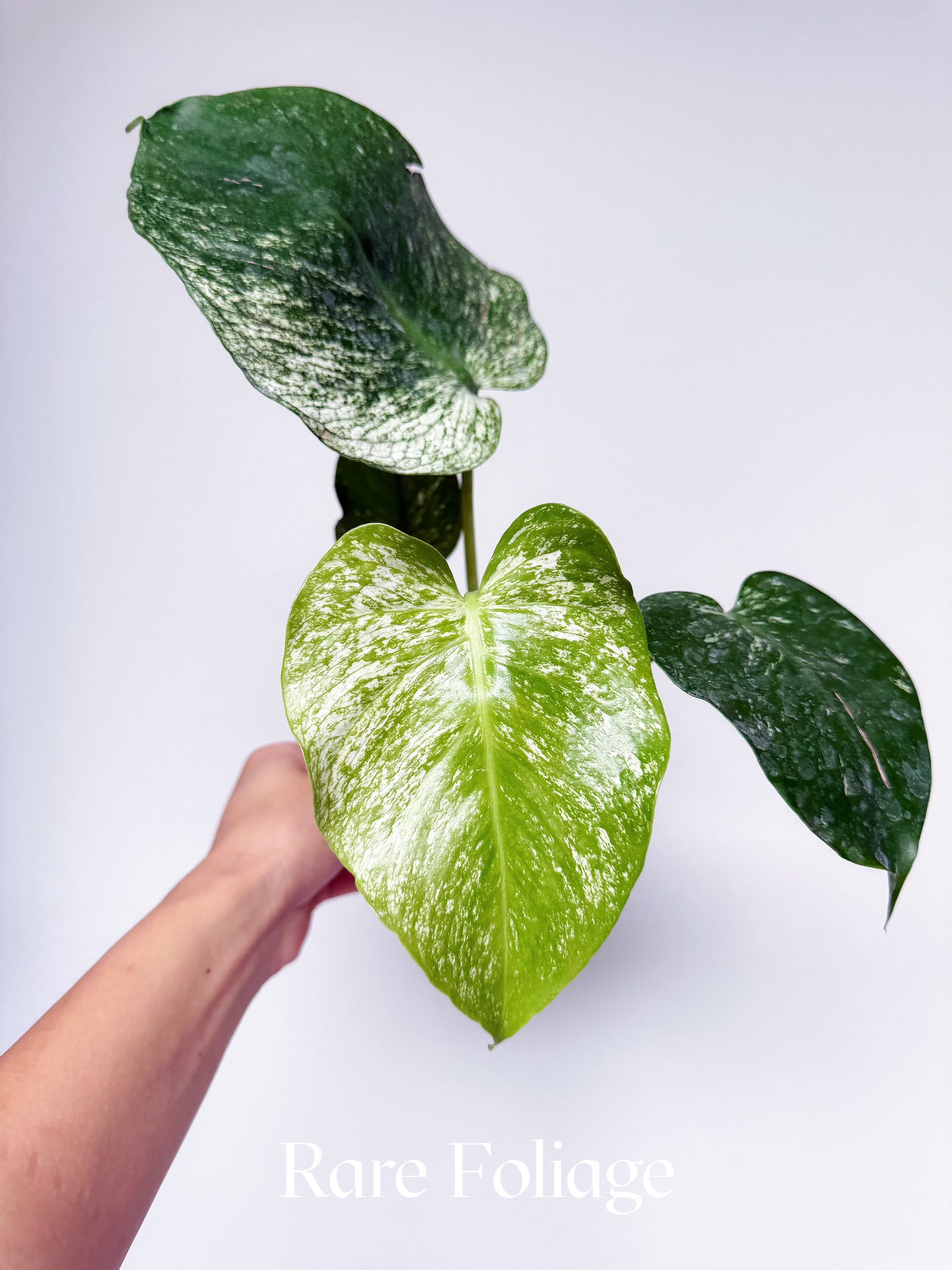 Monstera Devil Monster 4" Exact Plant