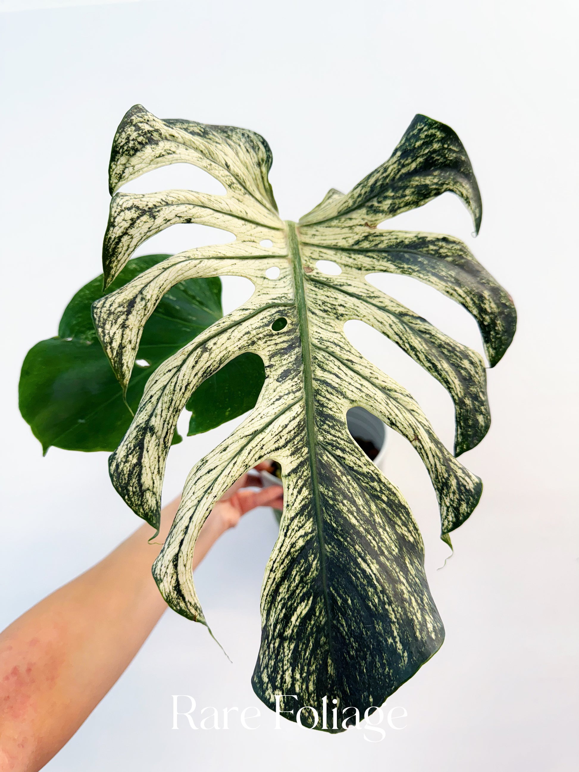 monstera deliciosa devil monster Monstera Devil Monster 6” Exact Plant – Rare Foliage Plant Co