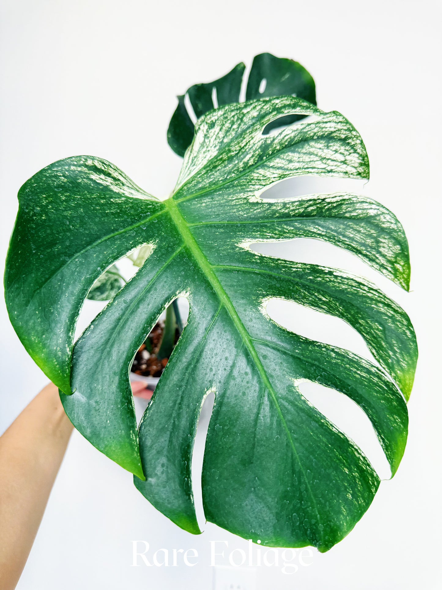 Monstera Devil Monster 6” Exact Plant