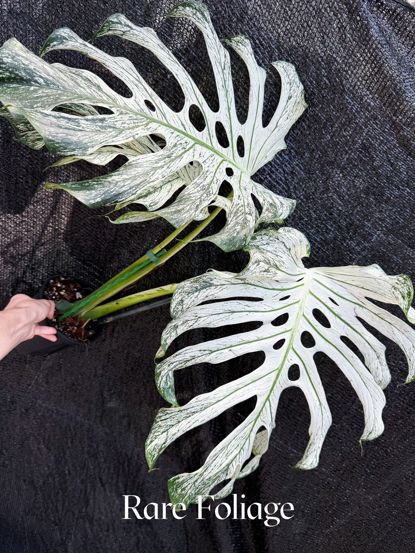 Monstera Devil Monster 6" Exact Plant