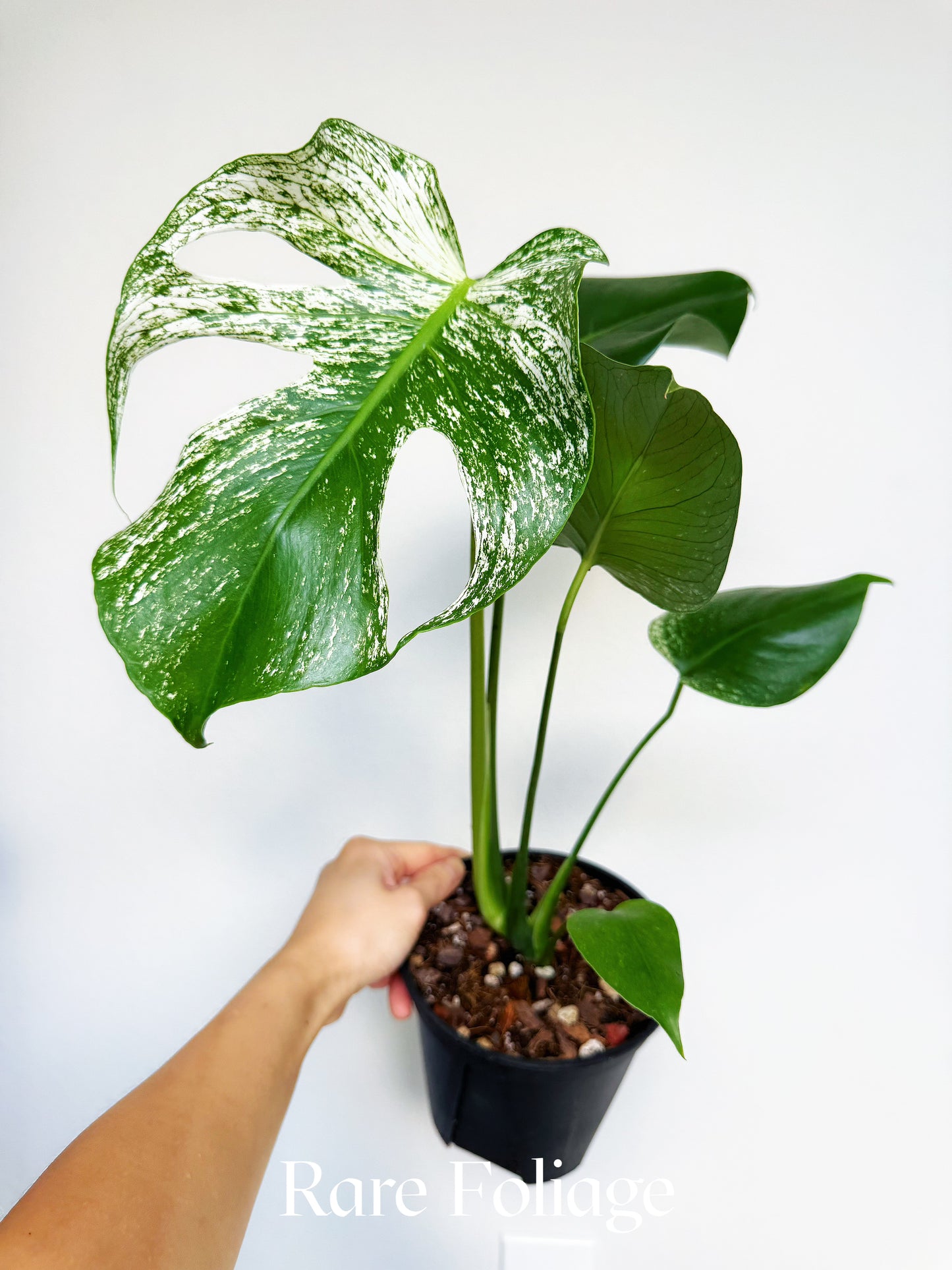Monstera Devil Monster 6" Exact Plant