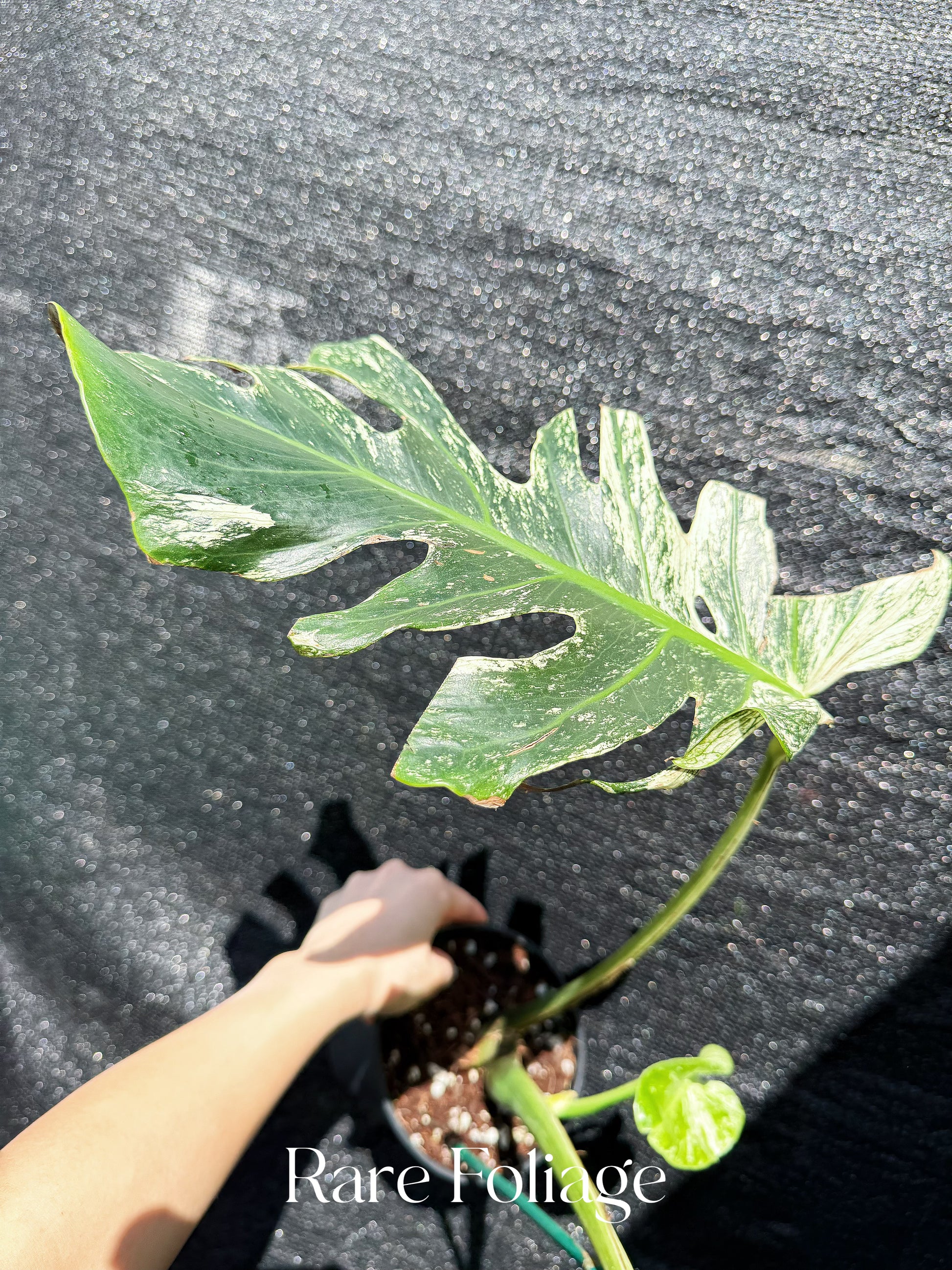 Monstera Devil Monster 6” XL Exact Plant – Rare Foliage Plant Co