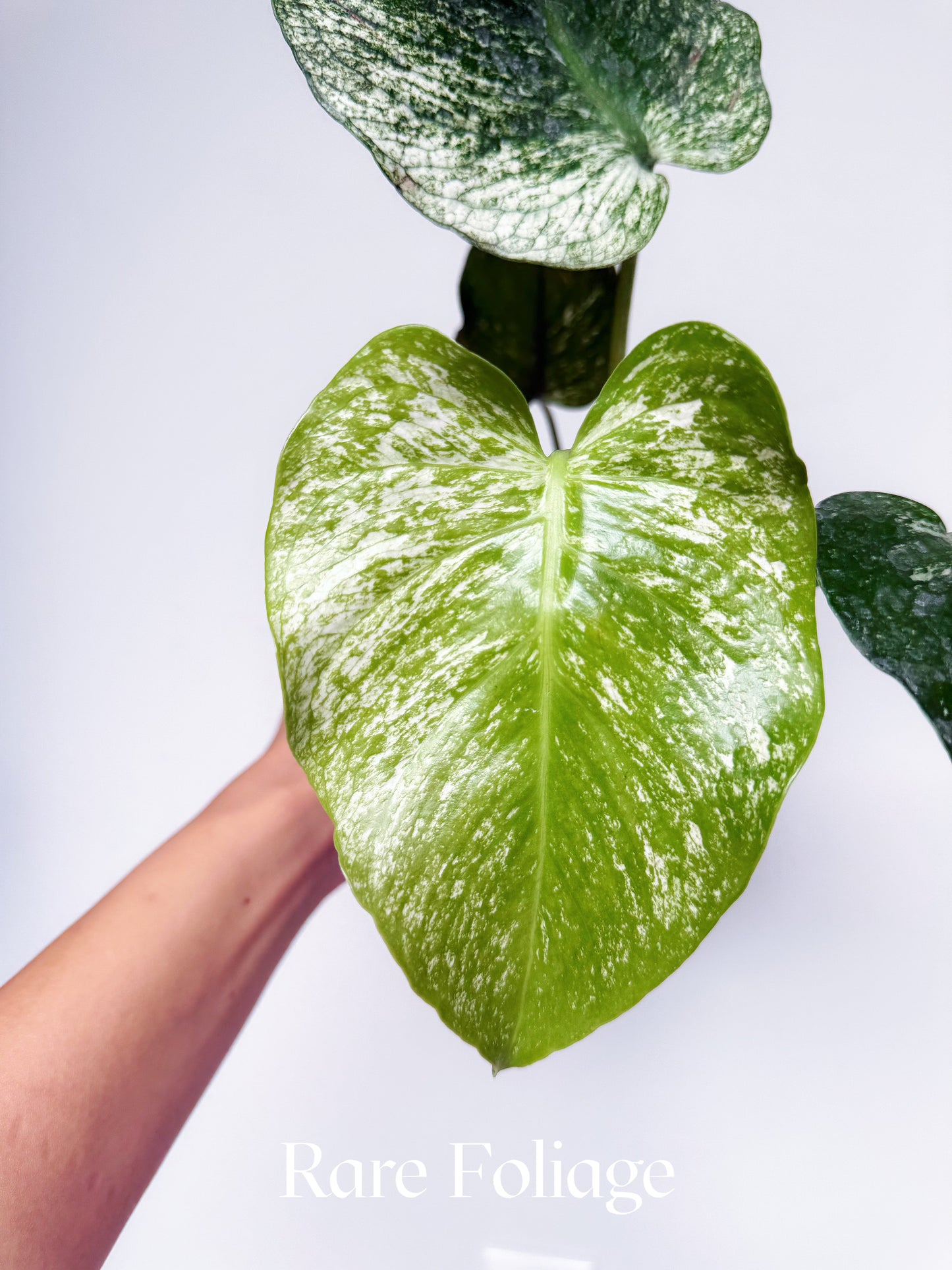 Monstera Devil Monster 4" Exact Plant