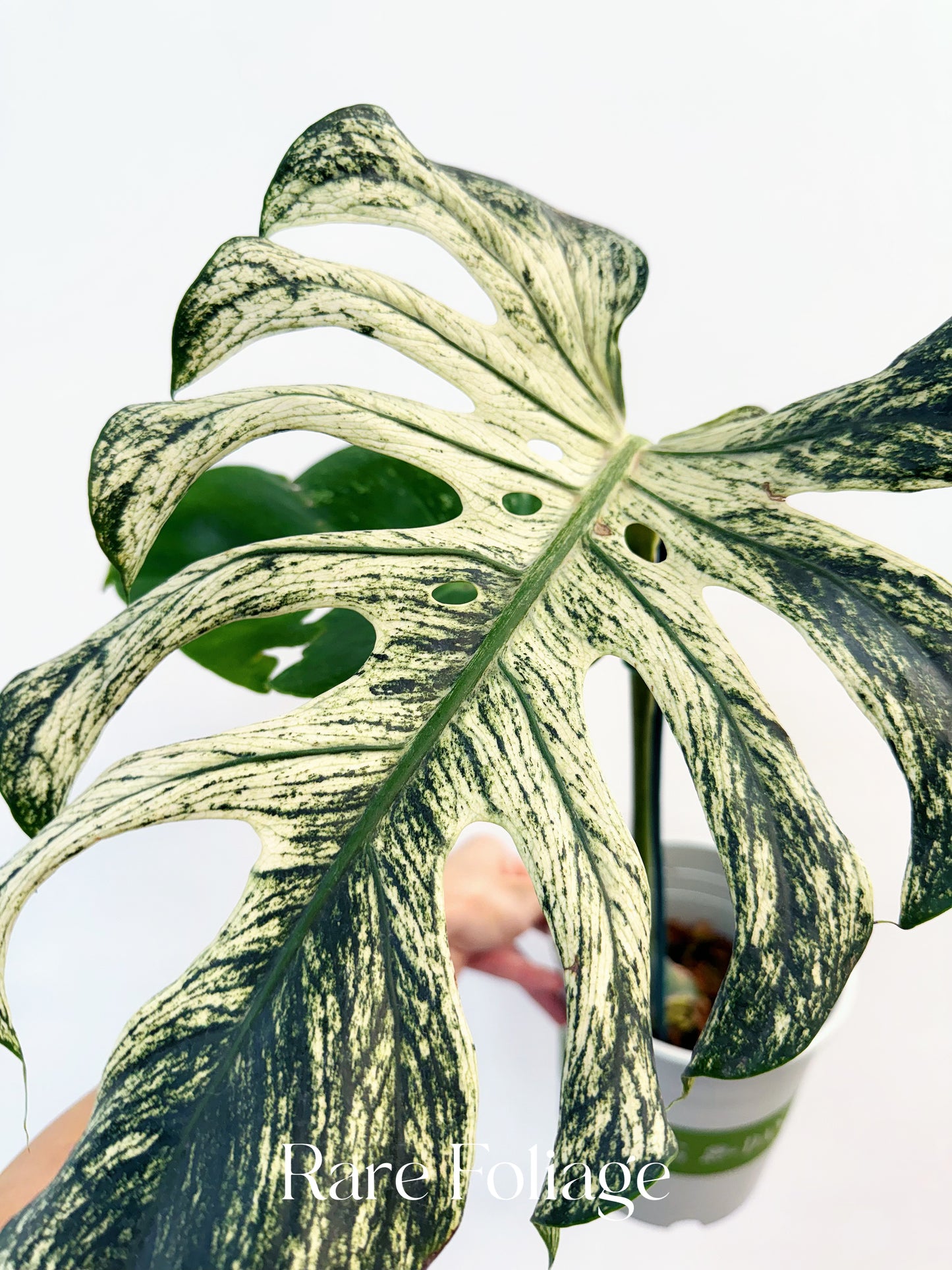 Monstera Devil Monster 6” Exact Plant