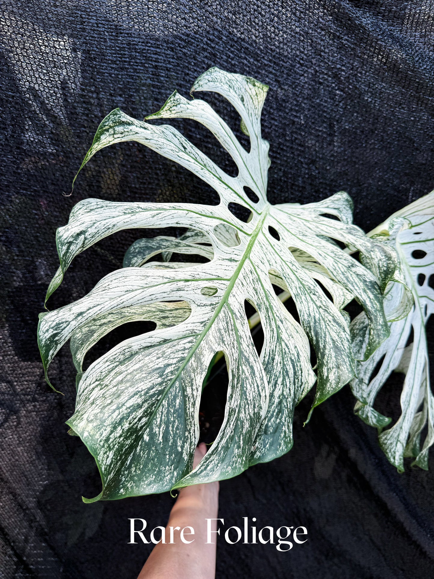 Monstera Devil Monster 6" Exact Plant