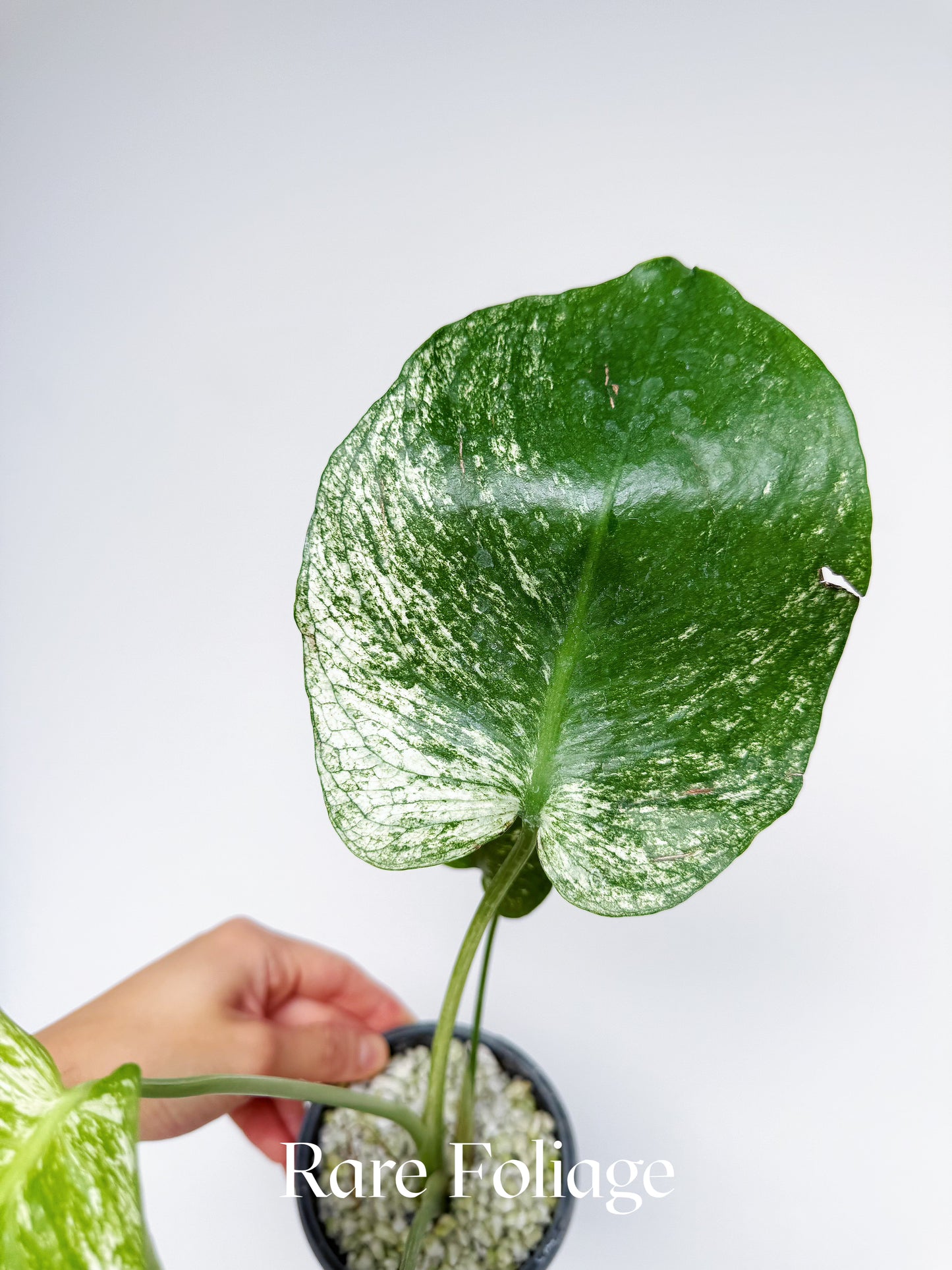 Monstera Devil Monster 4" Exact Plant
