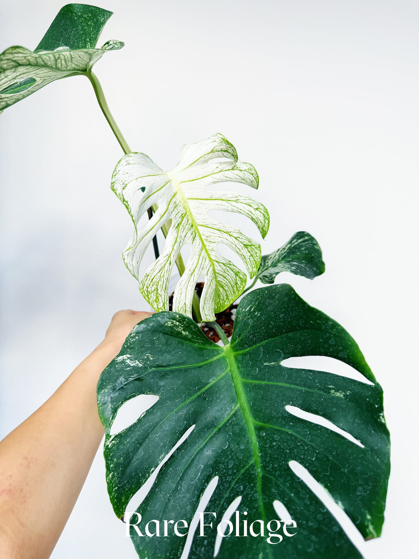Monstera Devil Monster 6” Exact Plant