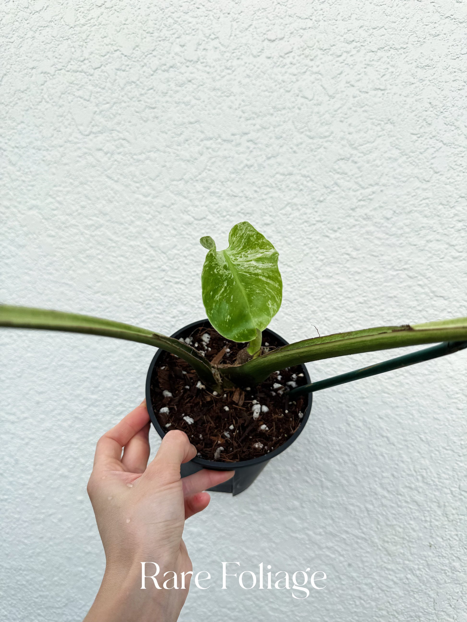 Monstera Devil Monster 6” XL Exact Plant – Rare Foliage Plant Co