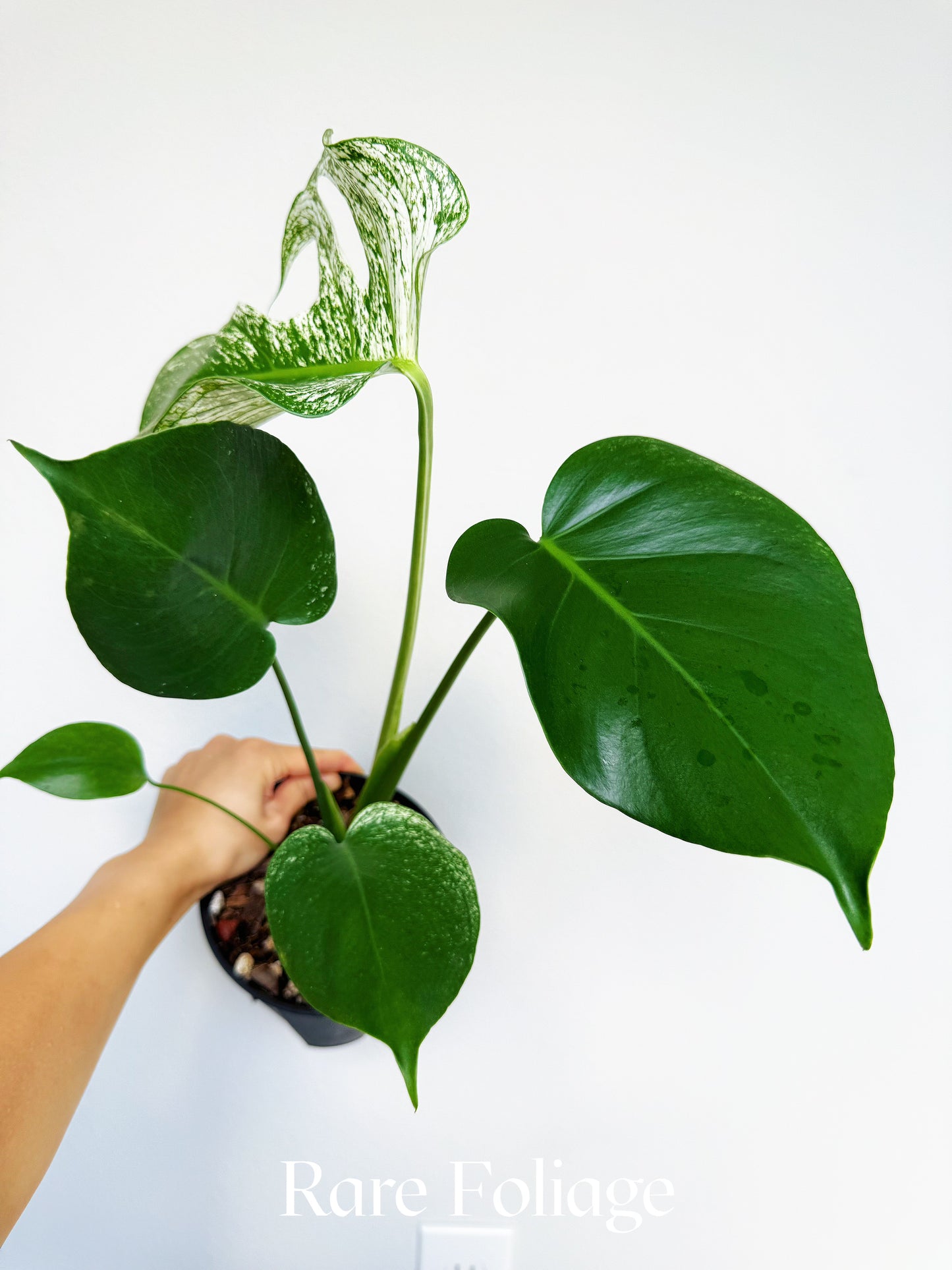Monstera Devil Monster 6" Exact Plant