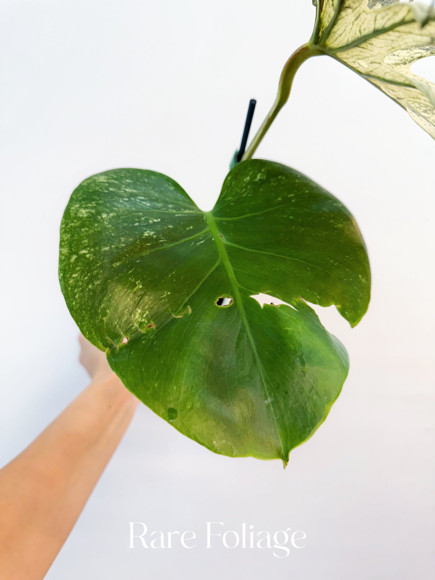 Monstera Devil Monster 6” Exact Plant