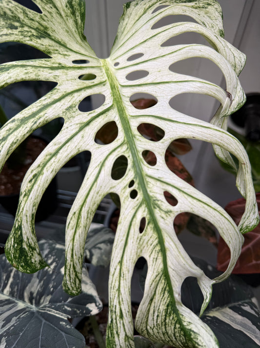 Monstera Devil Monster 6” Exact Plant