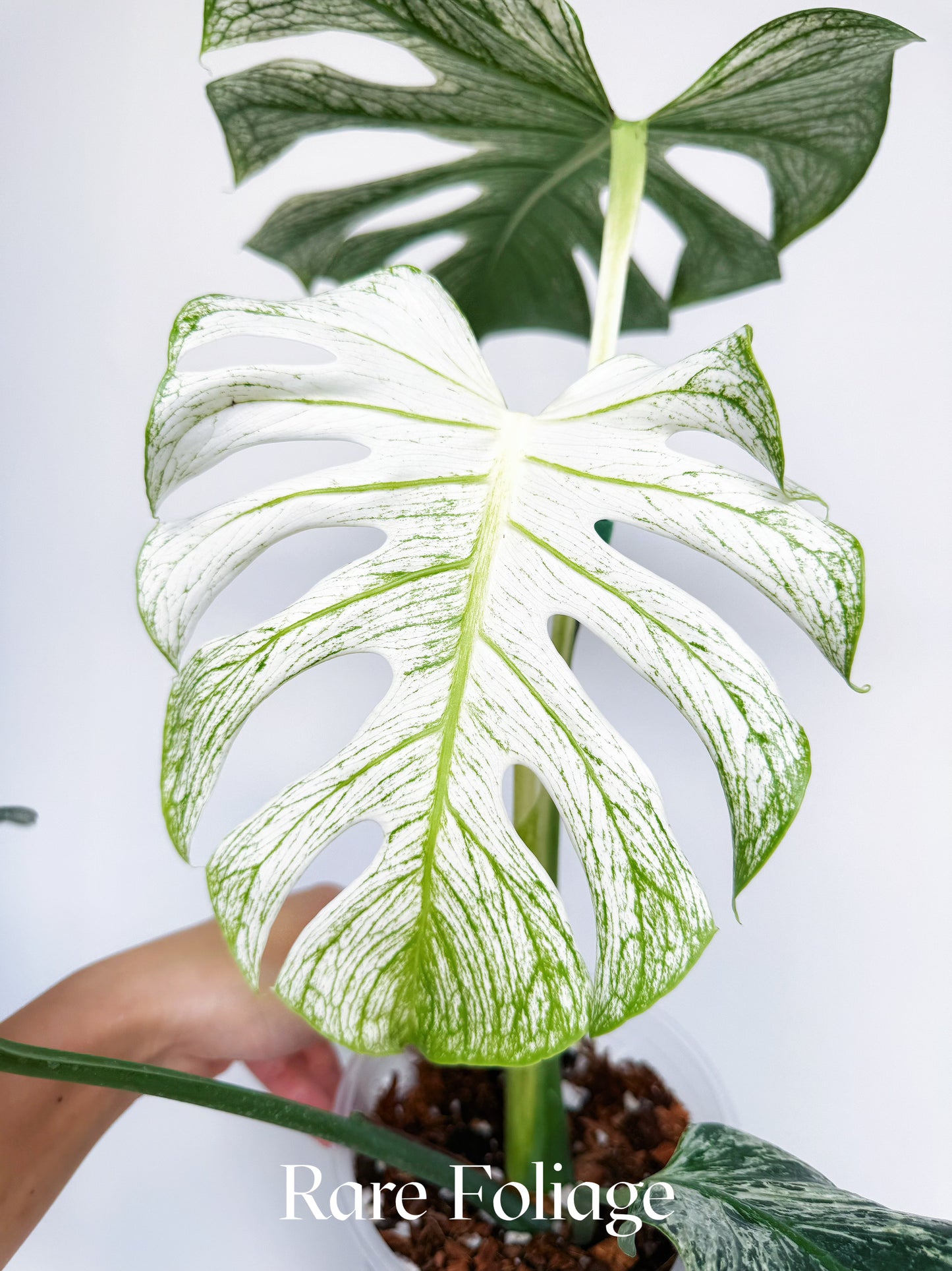 Monstera Devil Monster 6” Exact Plant