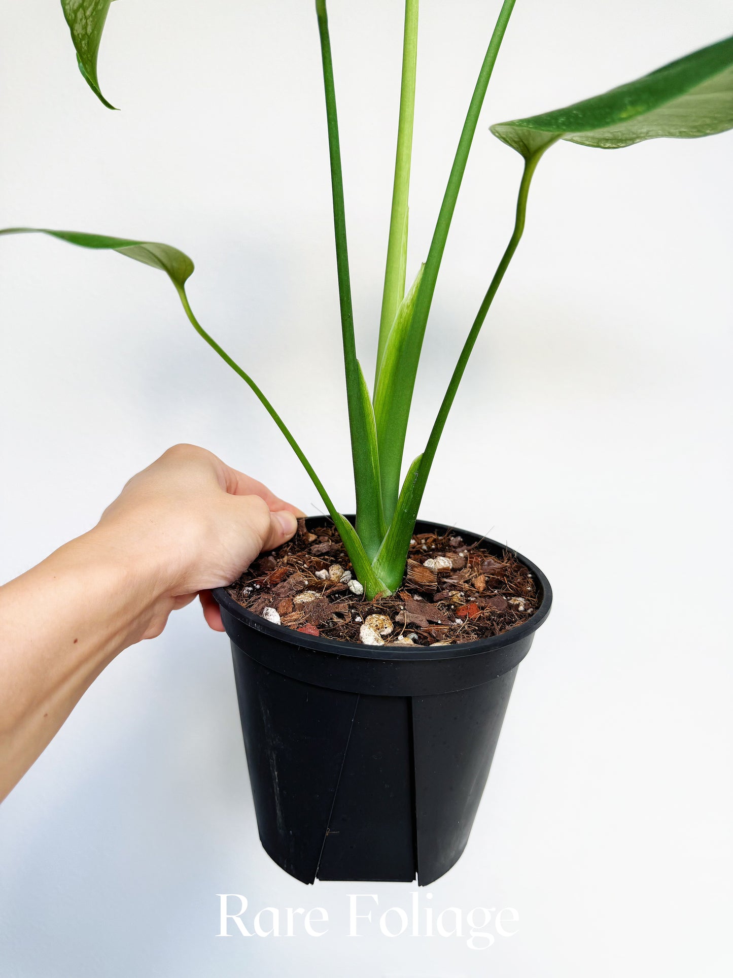 Monstera Devil Monster 6" Exact Plant