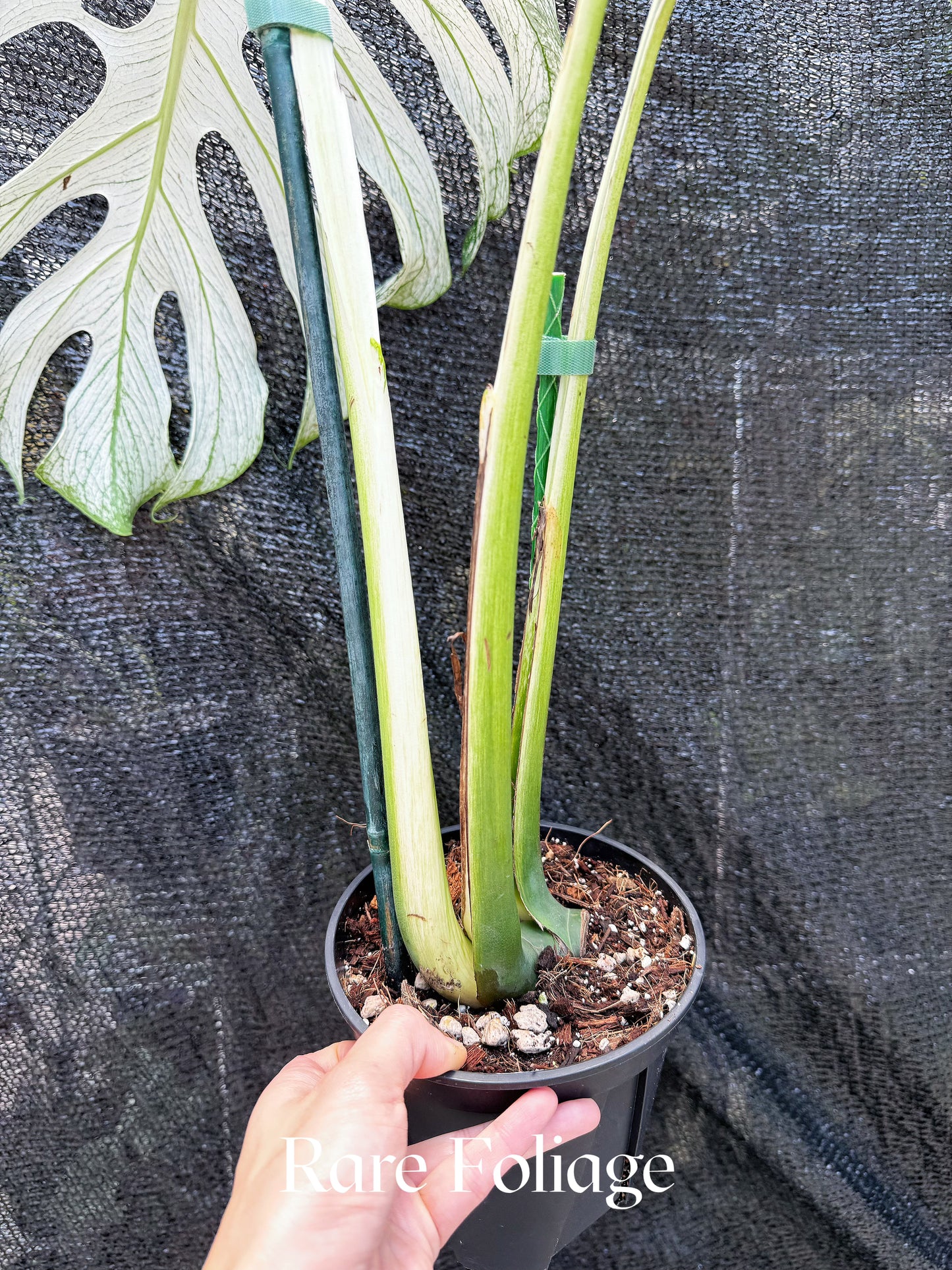 Monstera Devil Monster 6" Exact Plant